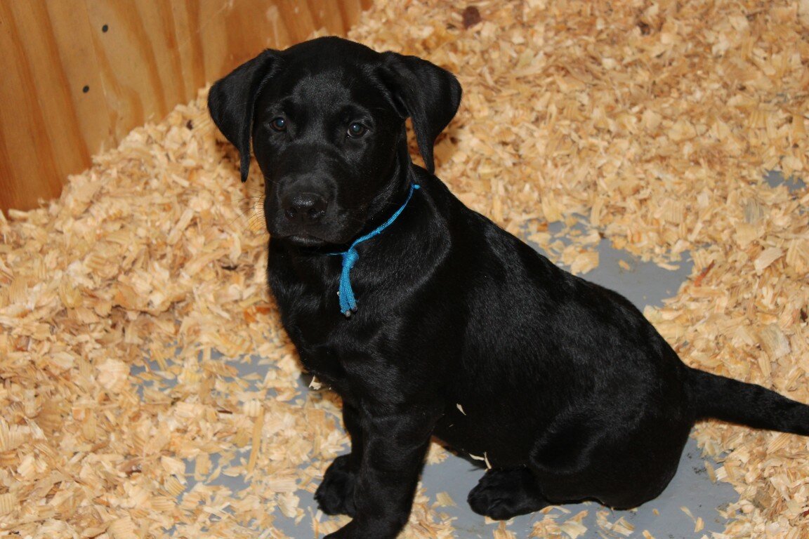 AKC Labrador Pups Black image 1