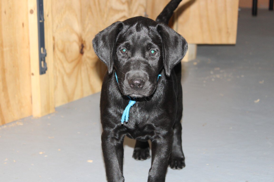 AKC Labrador Pups Black image 2