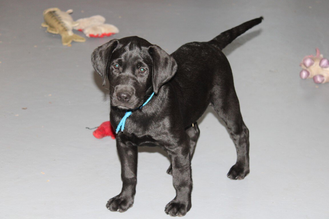 AKC Labrador Pups Black image 3