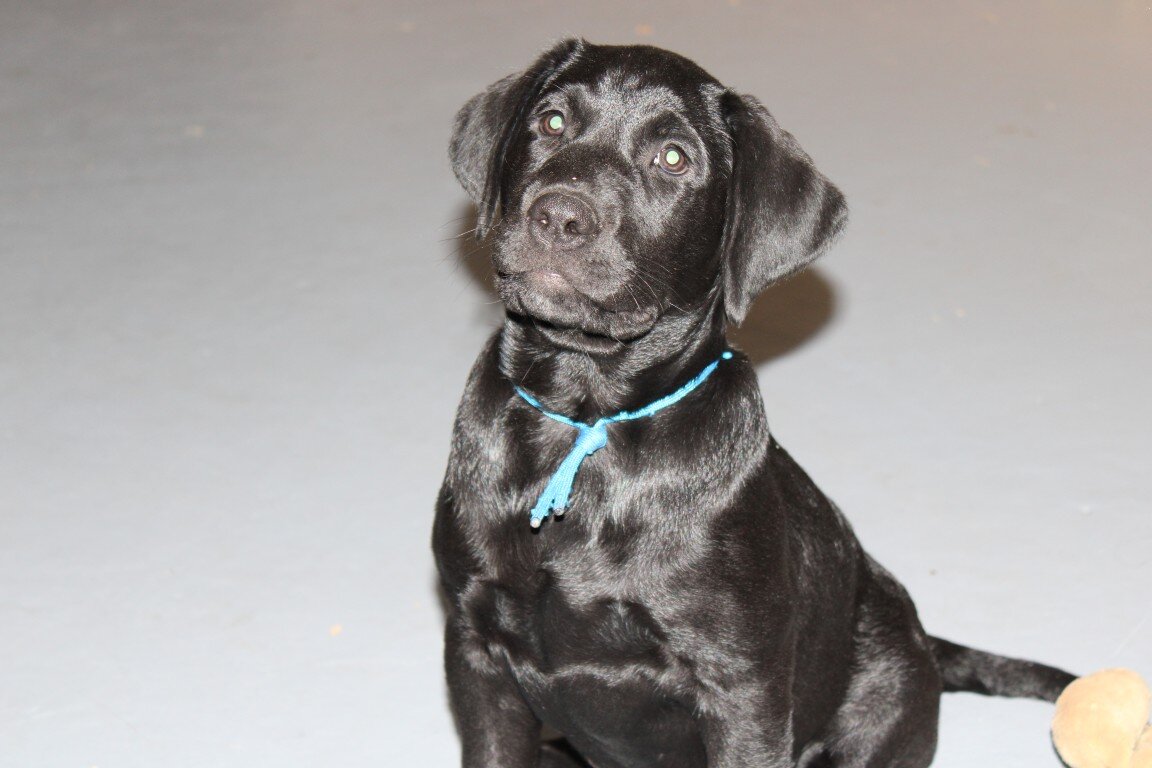 AKC Labrador Pups Black image 4