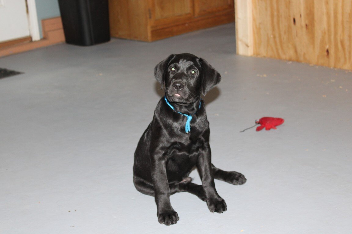 AKC Labrador Pups Black image 5