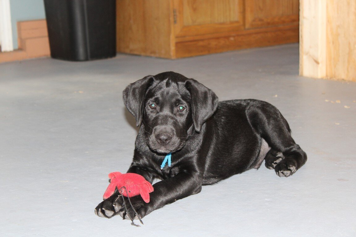 AKC Labrador Pups Black image 6