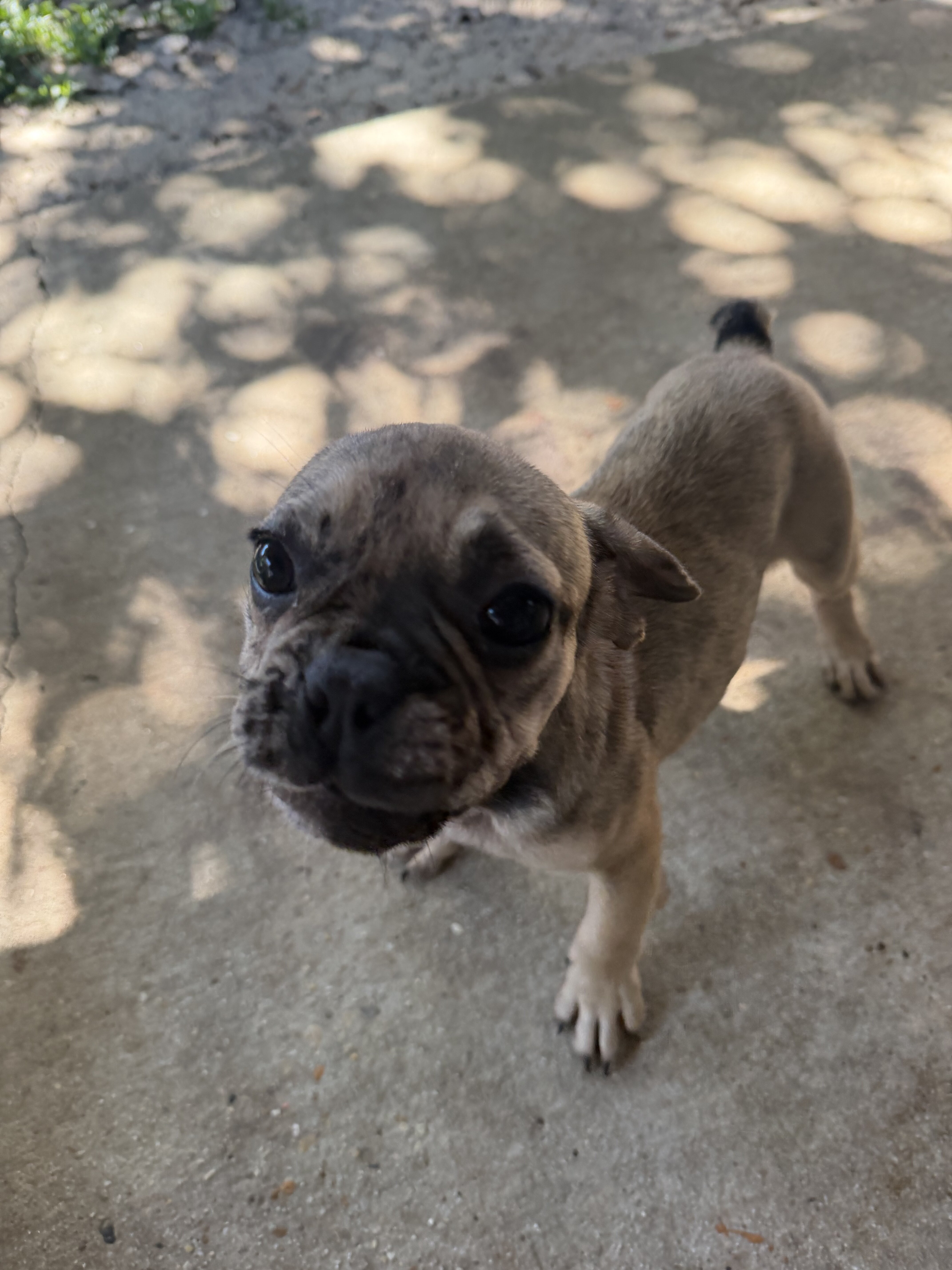 Frenchie puppies image 2