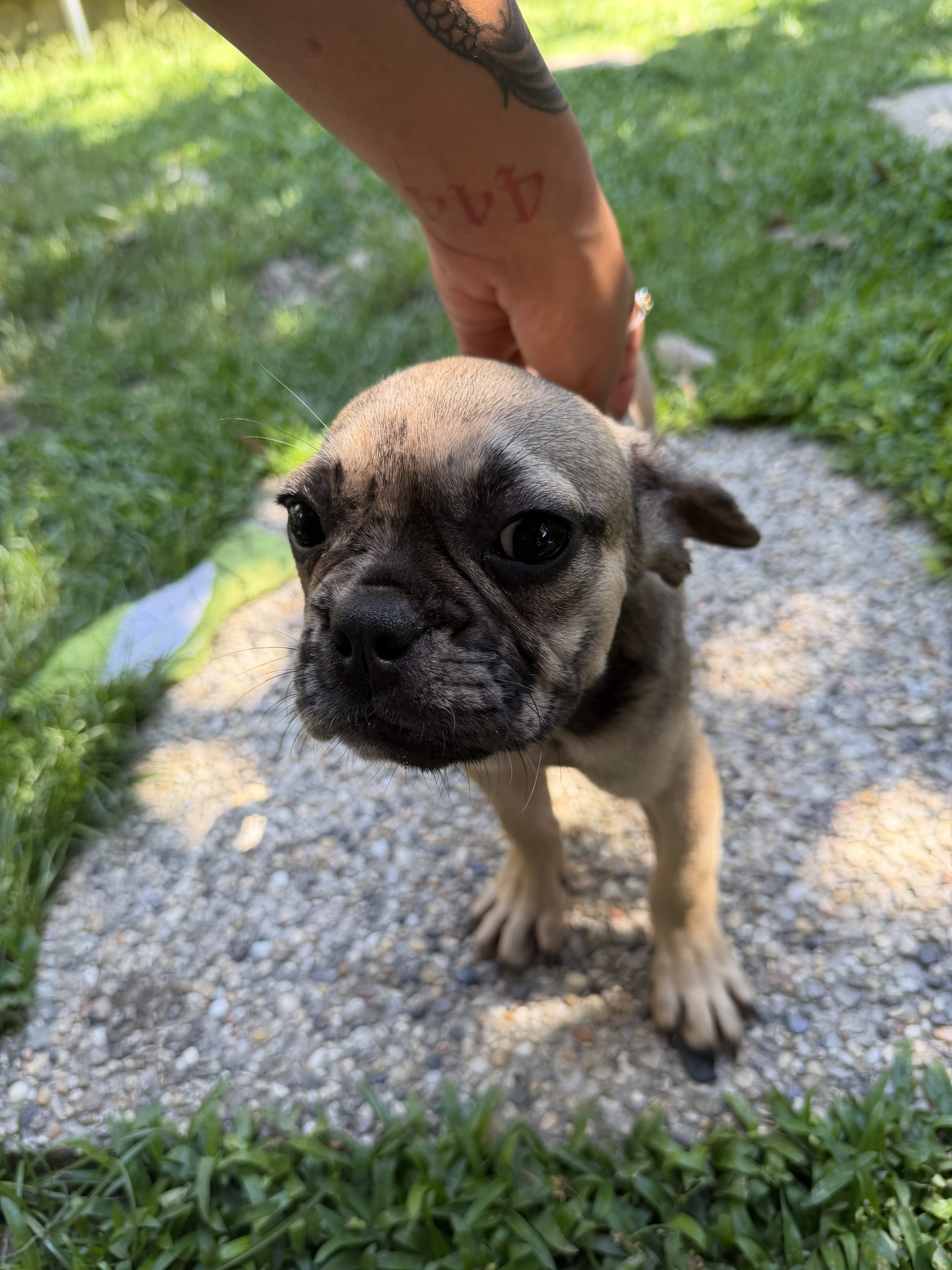 Frenchie puppies image 1