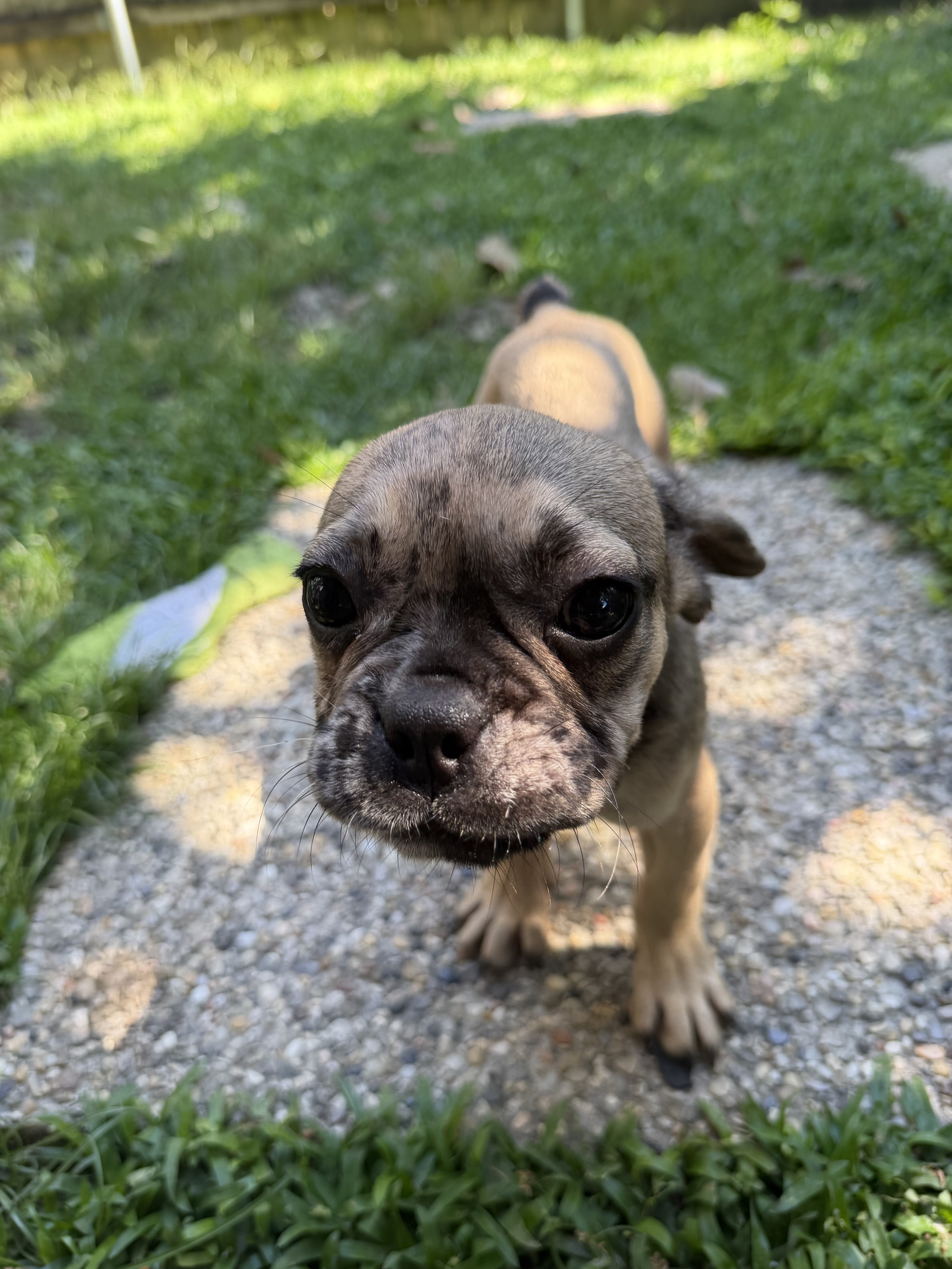 Frenchie puppies image 3