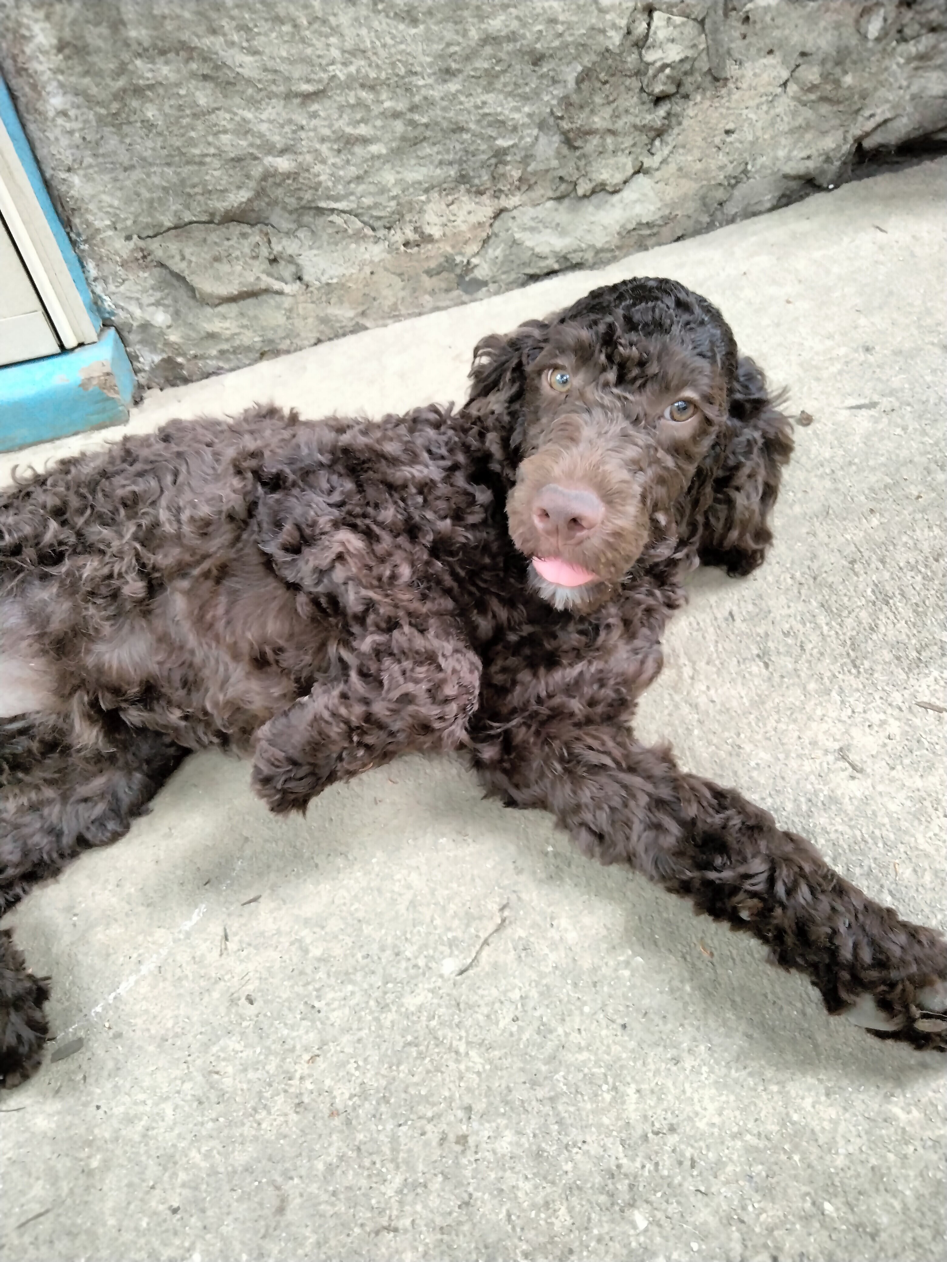 Cockapoo mix puppies! image 3