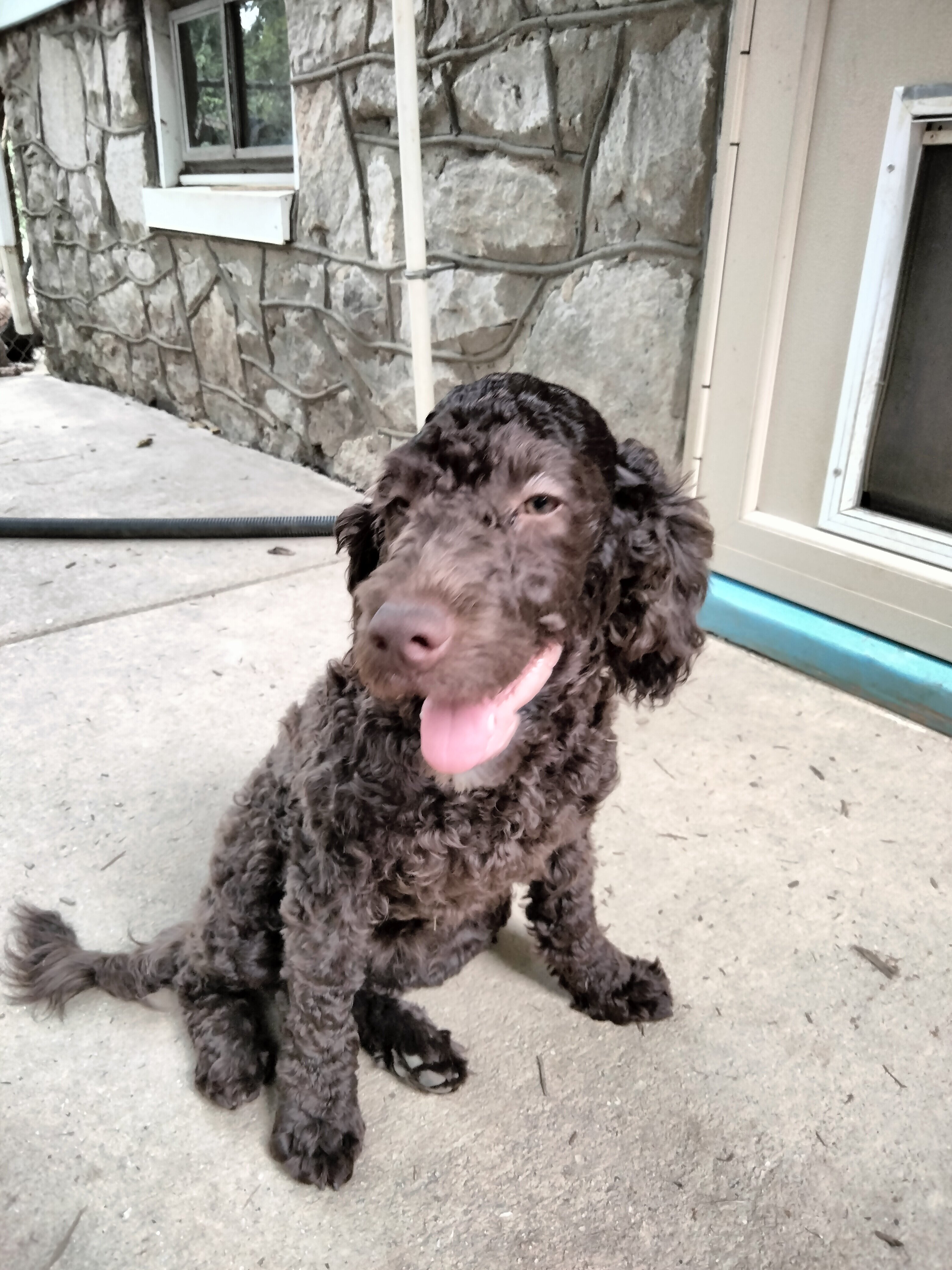 Cockapoo mix puppies! image 2