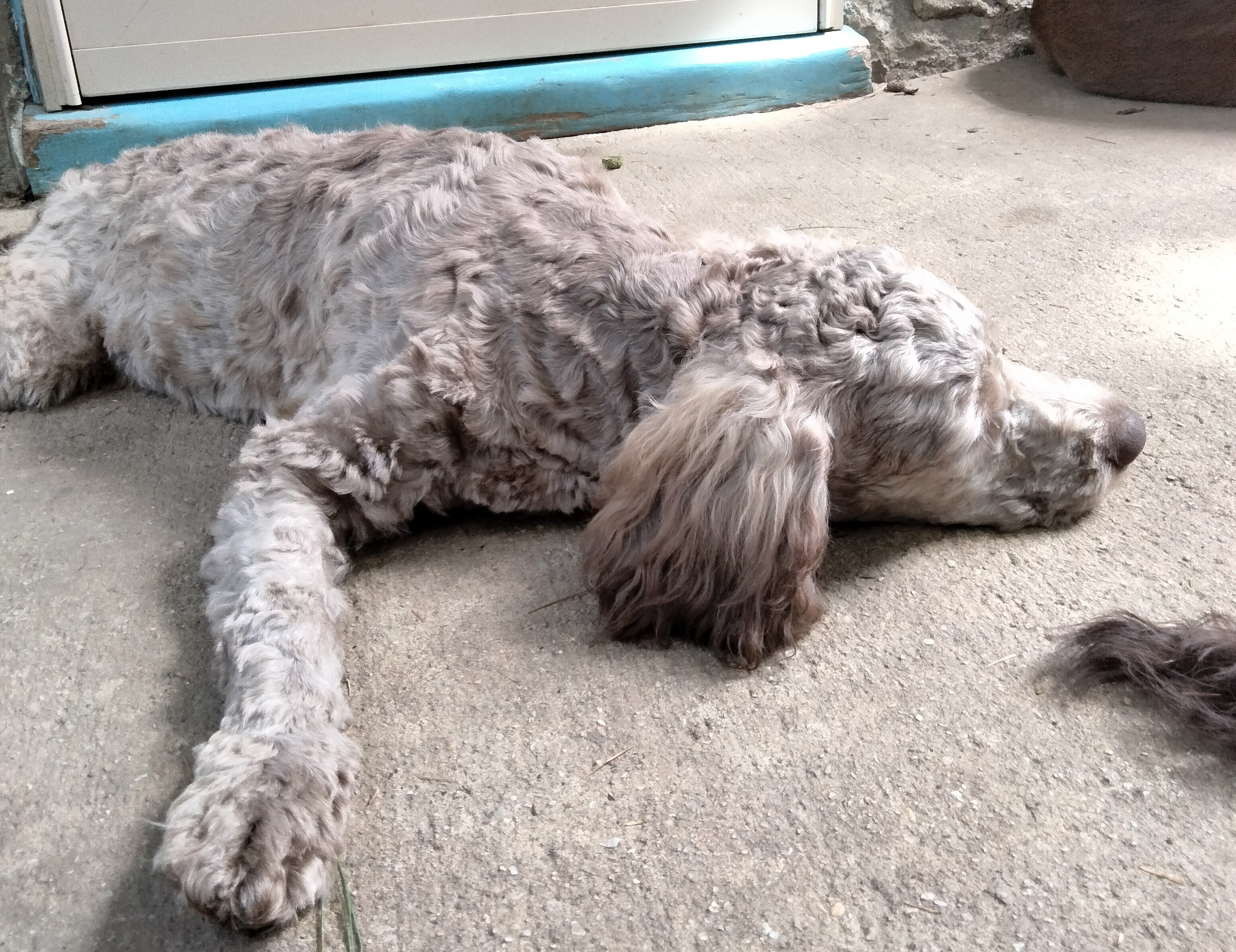 Cockapoo mix puppies! image 6