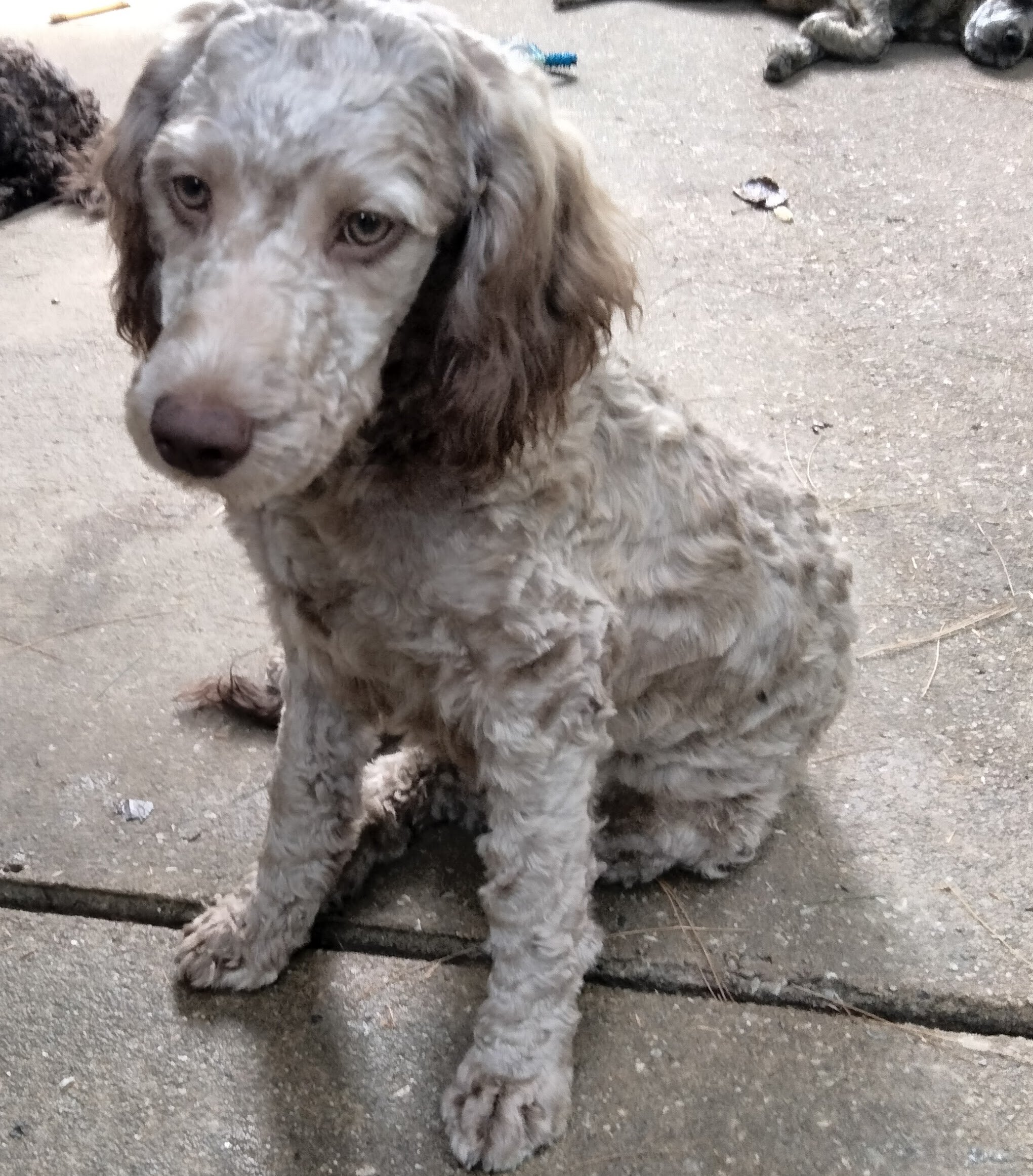 Cockapoo mix puppies! image 1