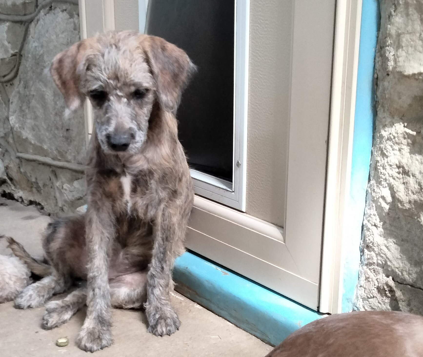 Cockapoo mix puppies! image 9
