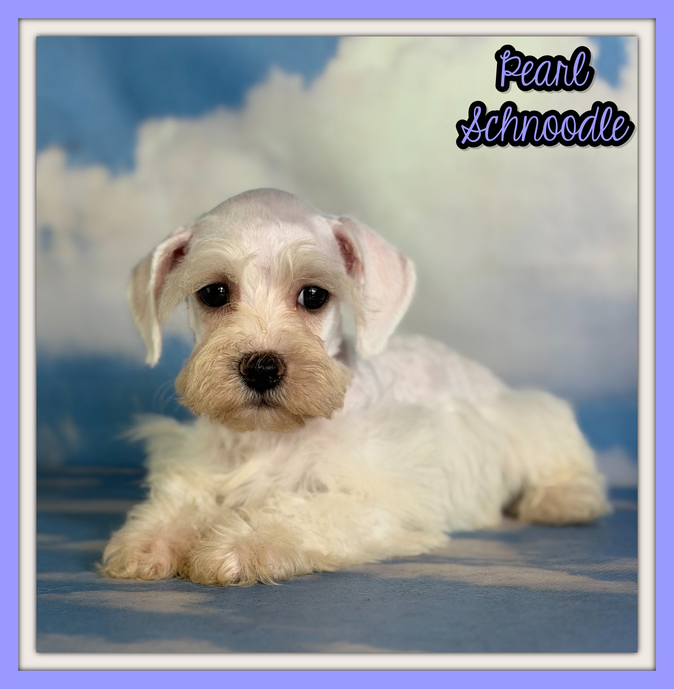 Pearl Female Schnoodle image 1