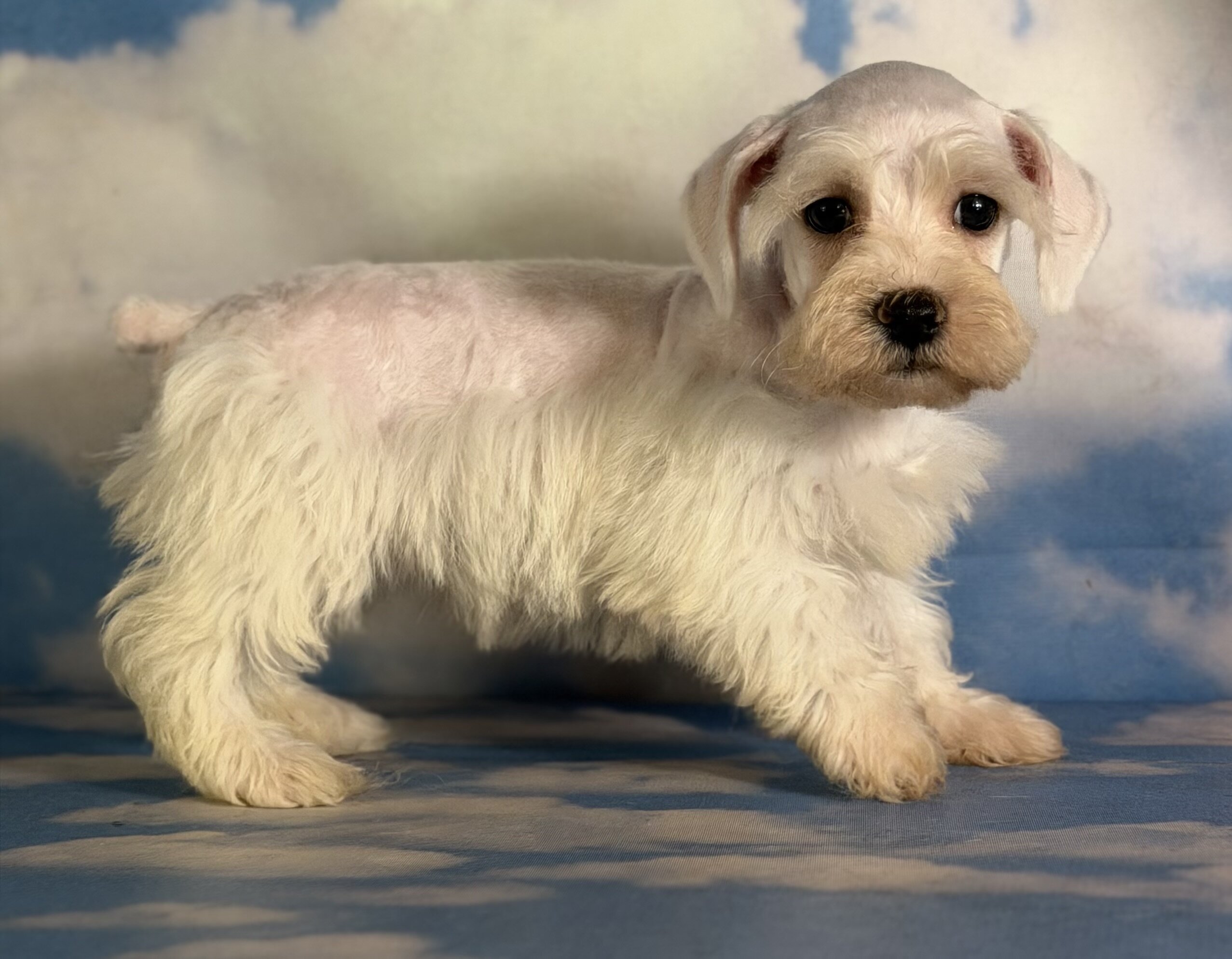 Pearl Female Schnoodle image 2