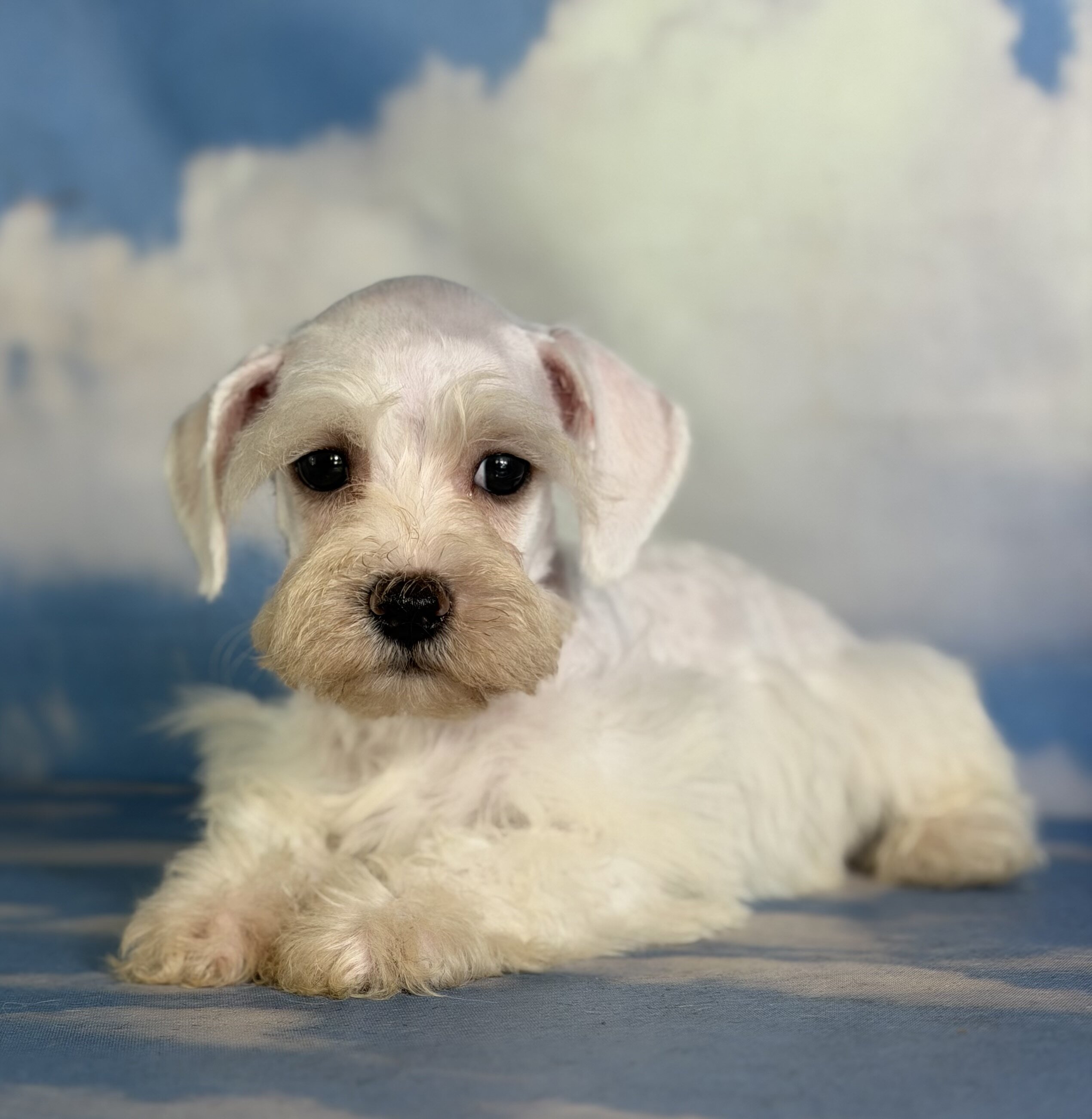 Pearl Female Schnoodle image 5