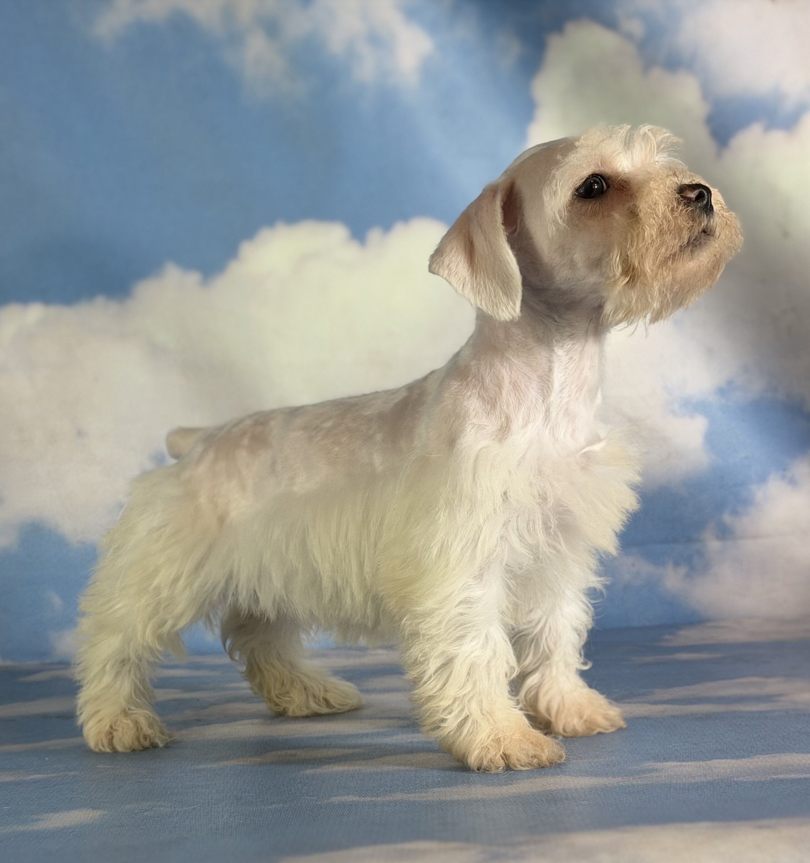 Pearl Female Schnoodle image 4