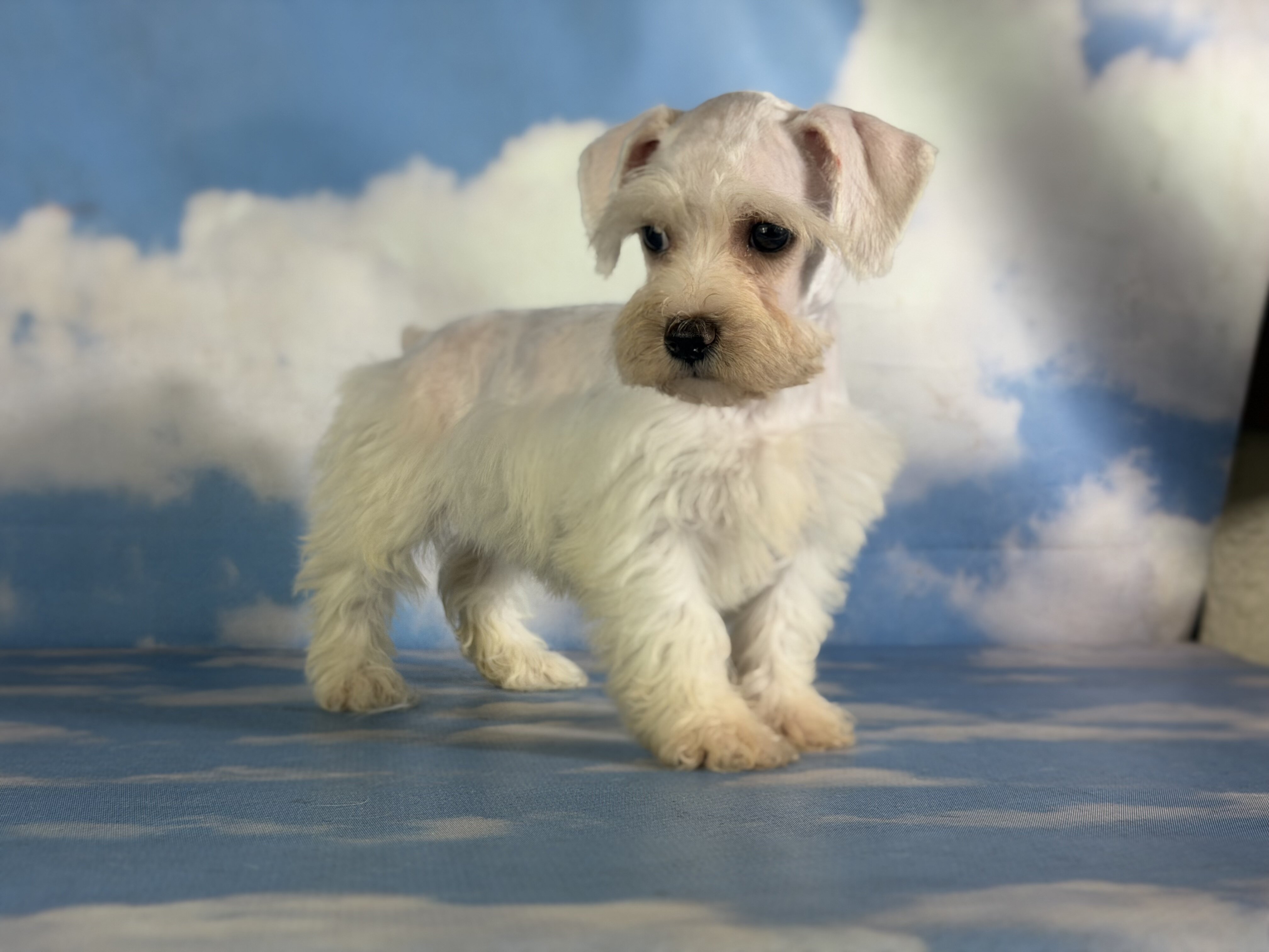 Pearl Female Schnoodle image 3