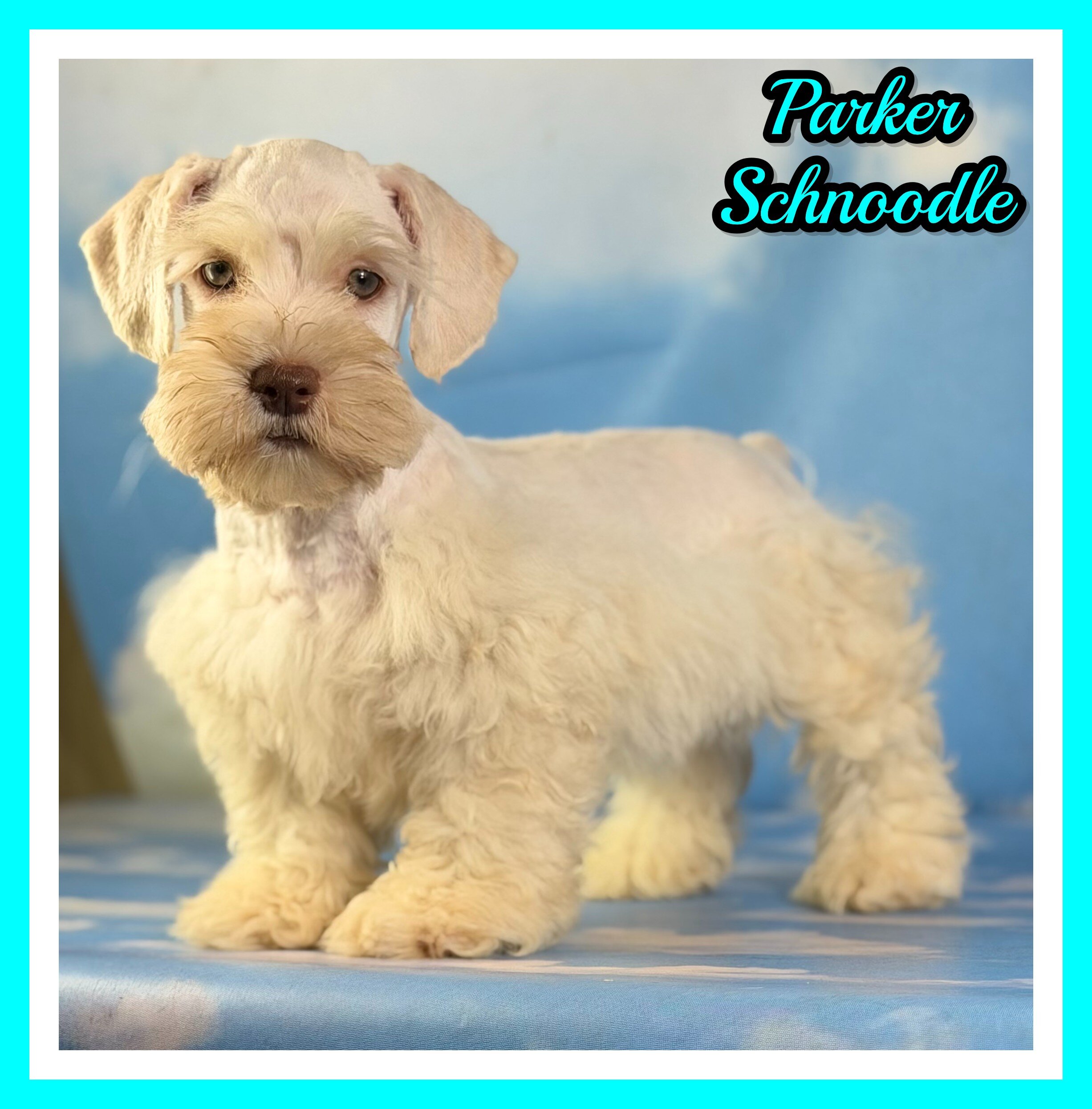 Parker Male Schnoodle image 1