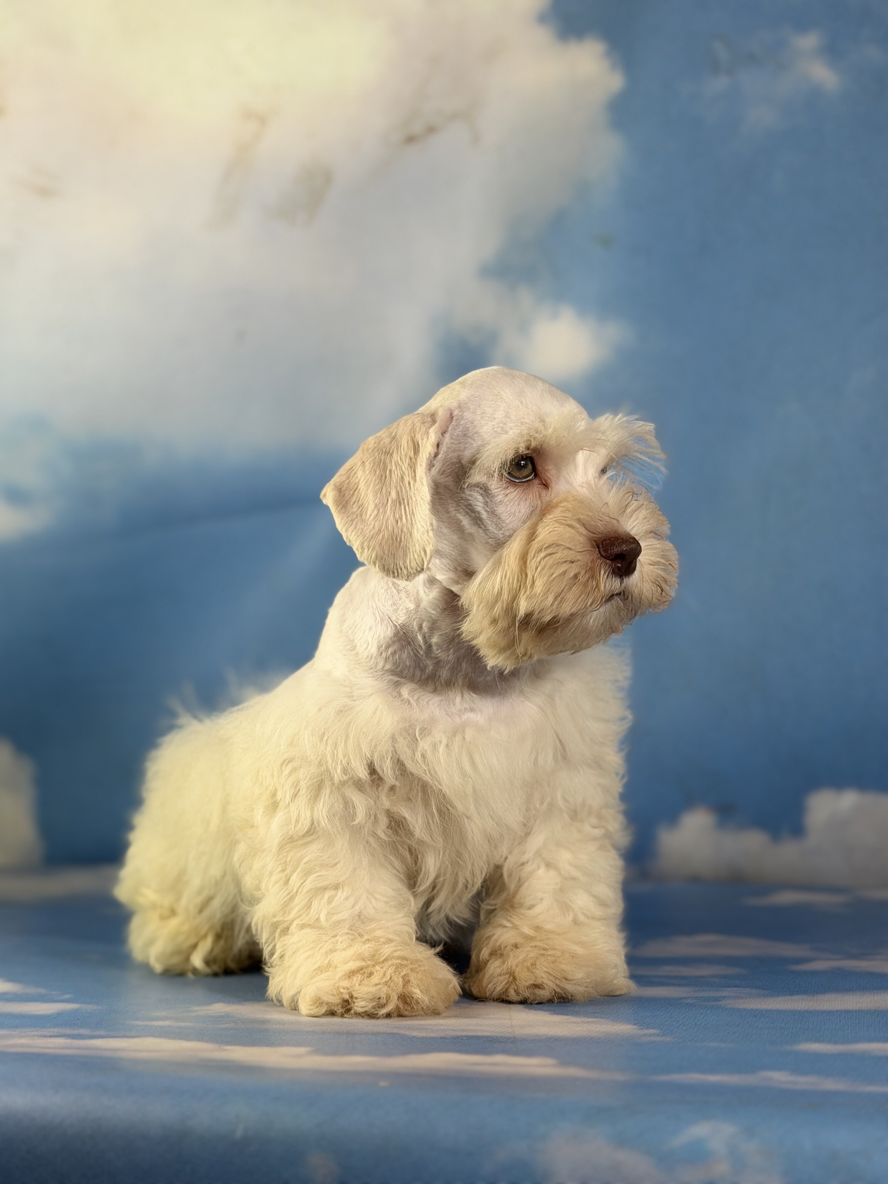 Parker Male Schnoodle image 4