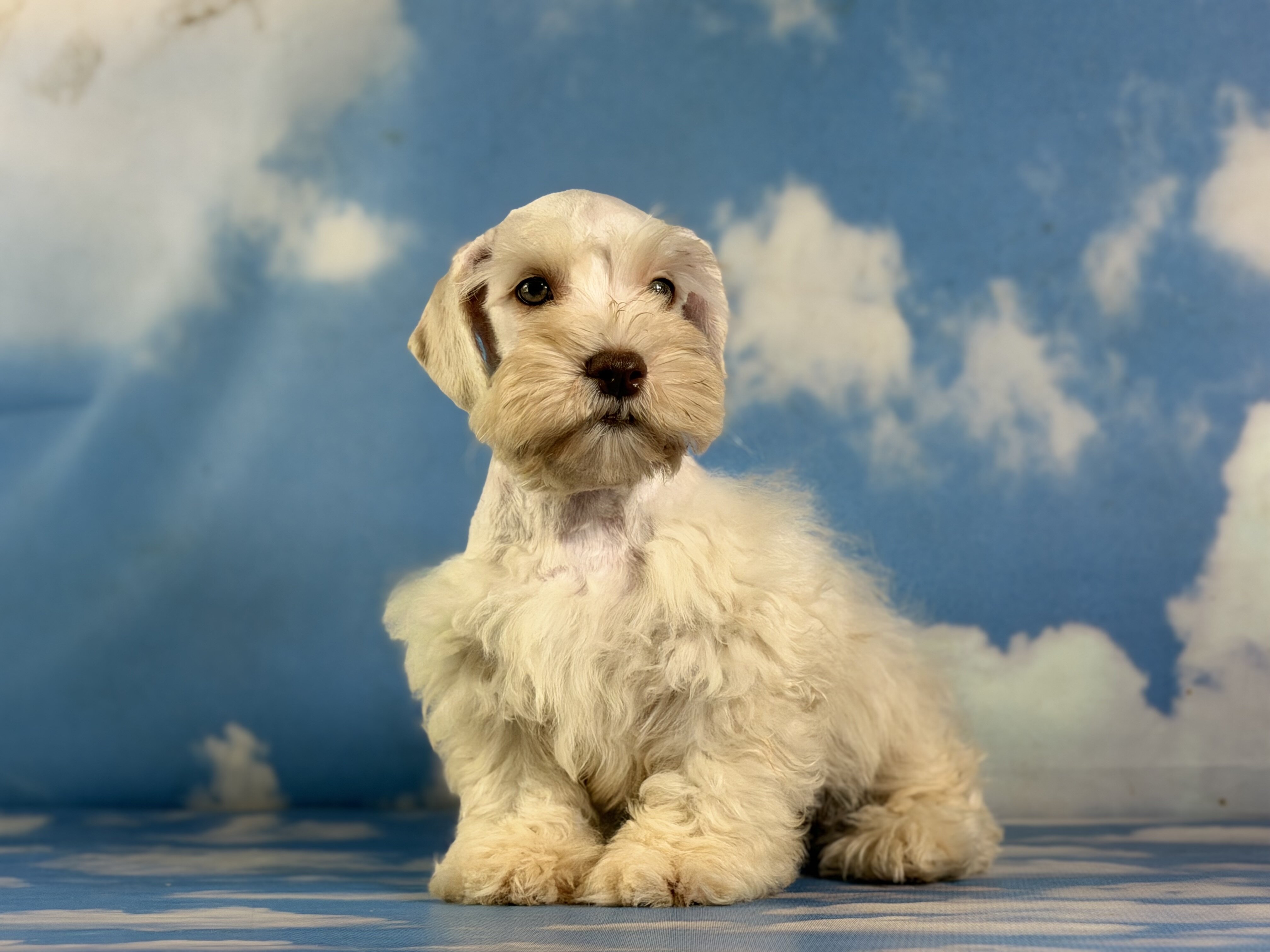 Parker Male Schnoodle image 3
