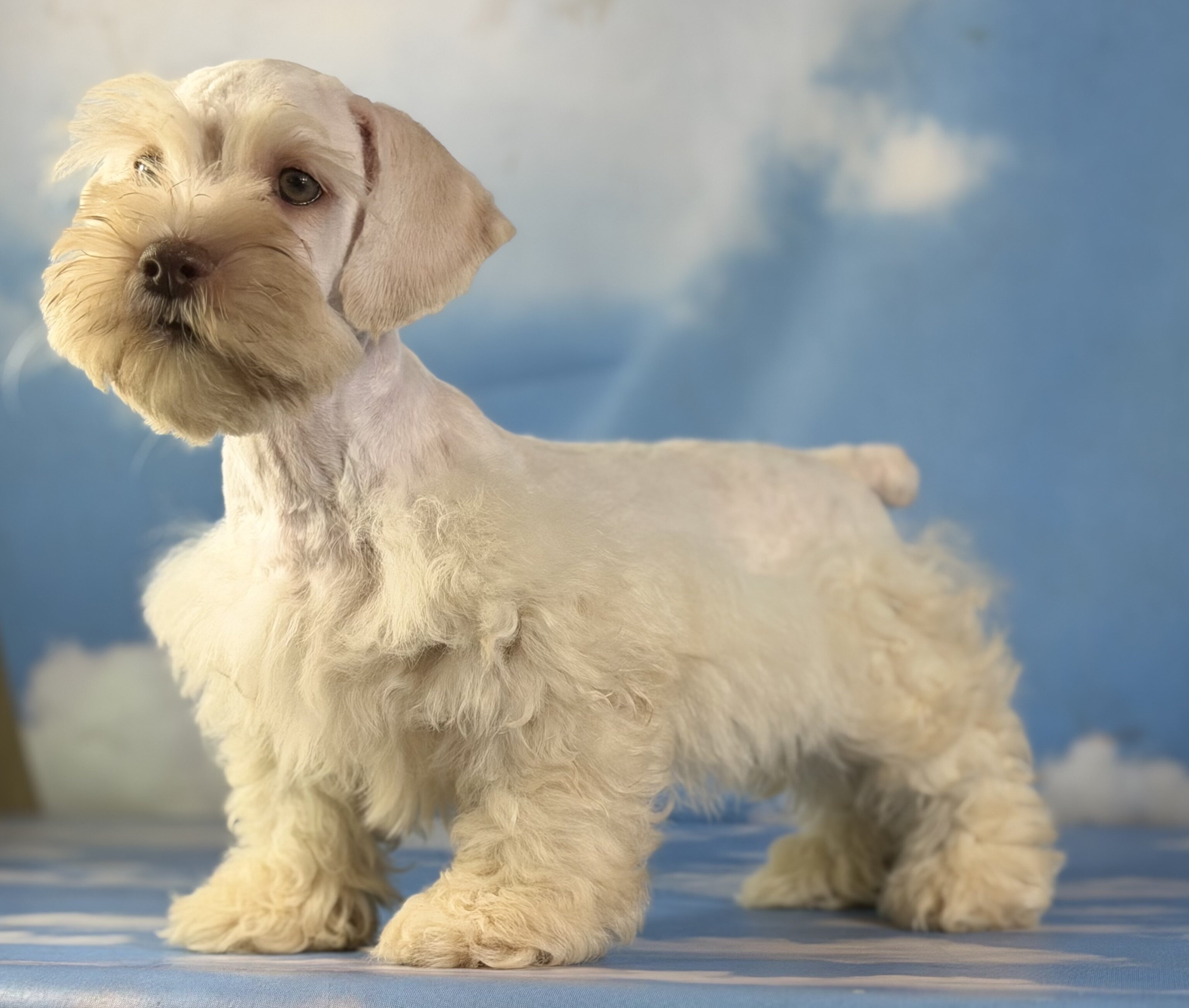 Parker Male Schnoodle image 2