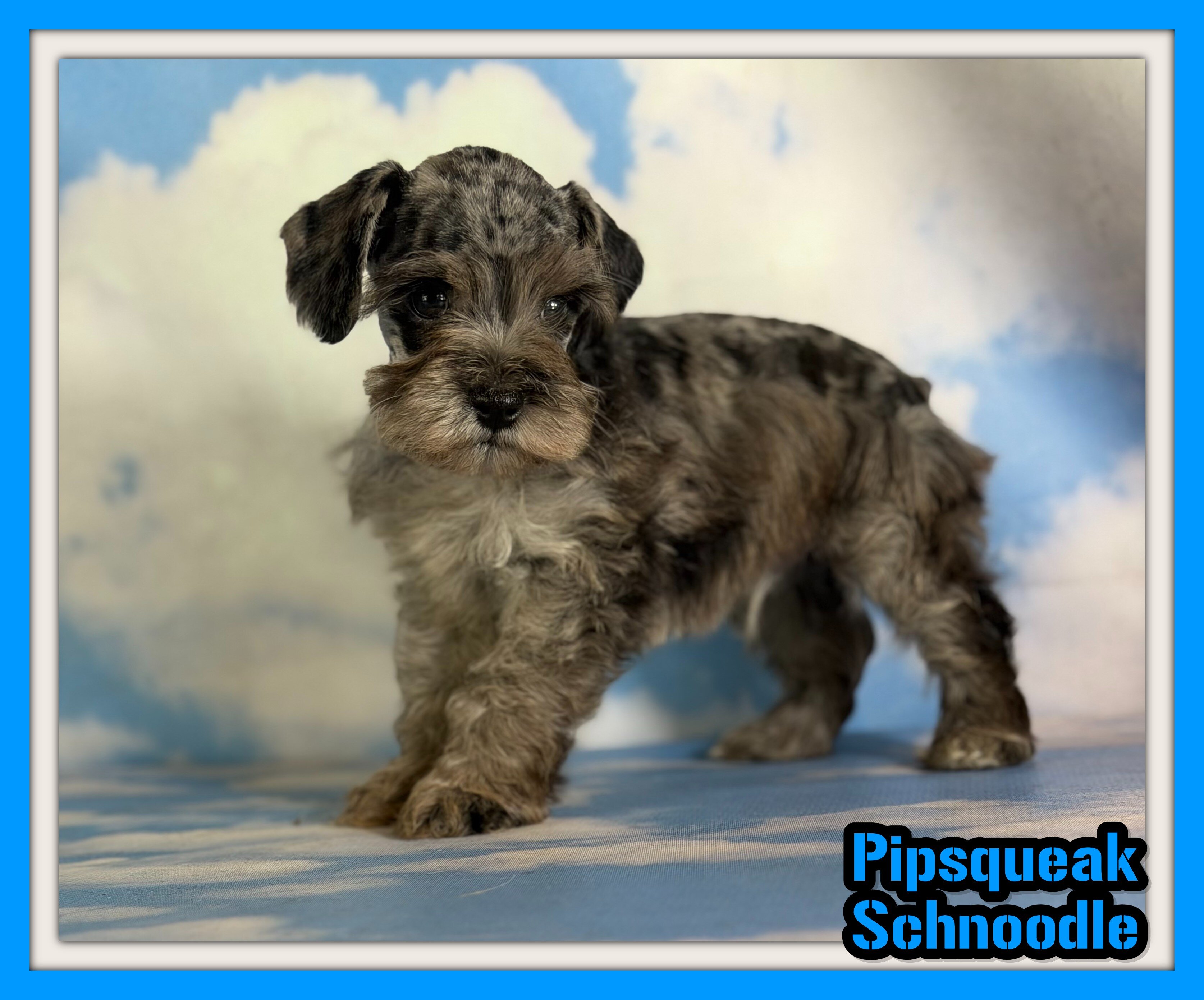 Pipsqueak Male Schnoodle image 1