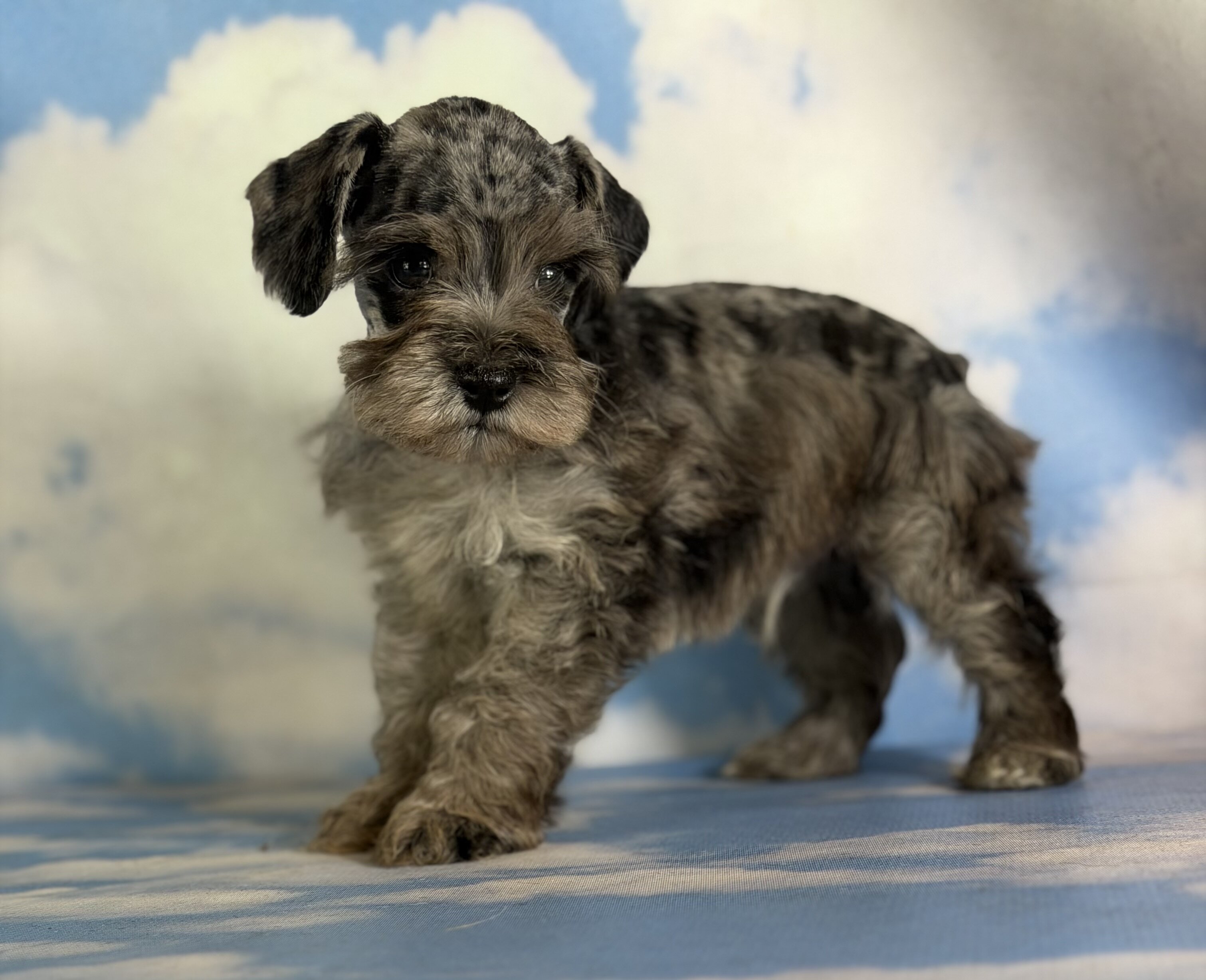 Pipsqueak Male Schnoodle image 5