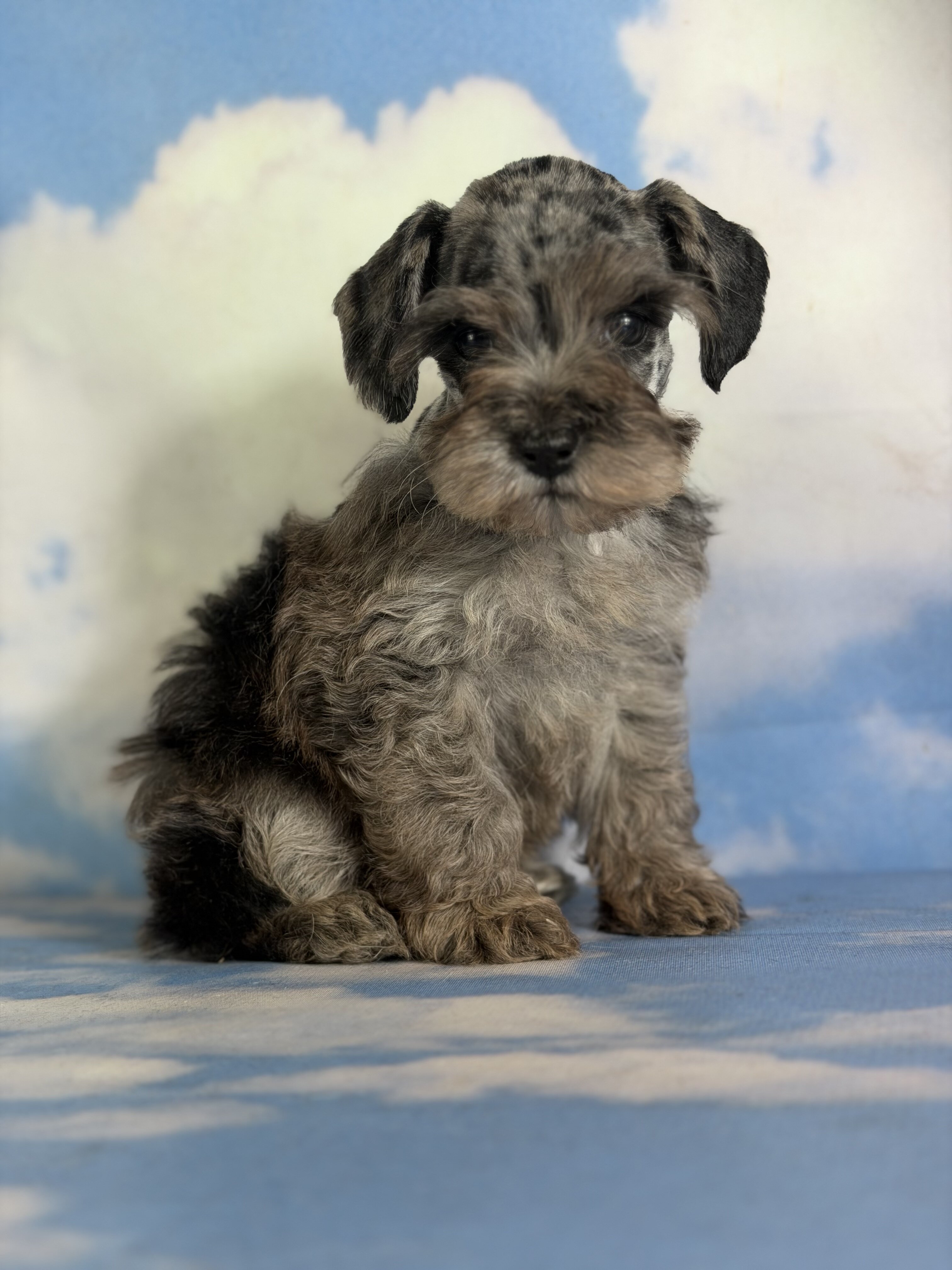 Pipsqueak Male Schnoodle image 4