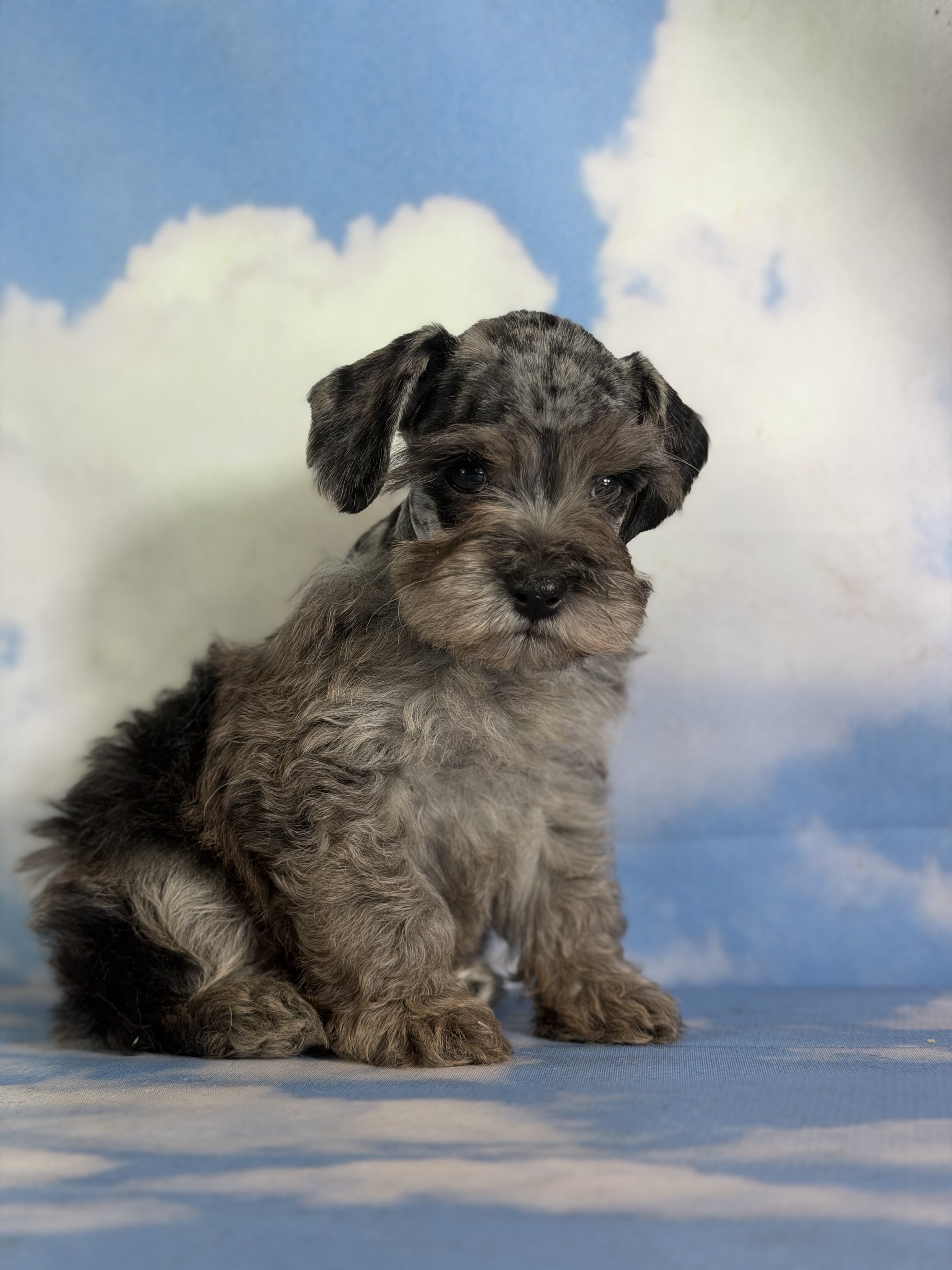 Pipsqueak Male Schnoodle image 2