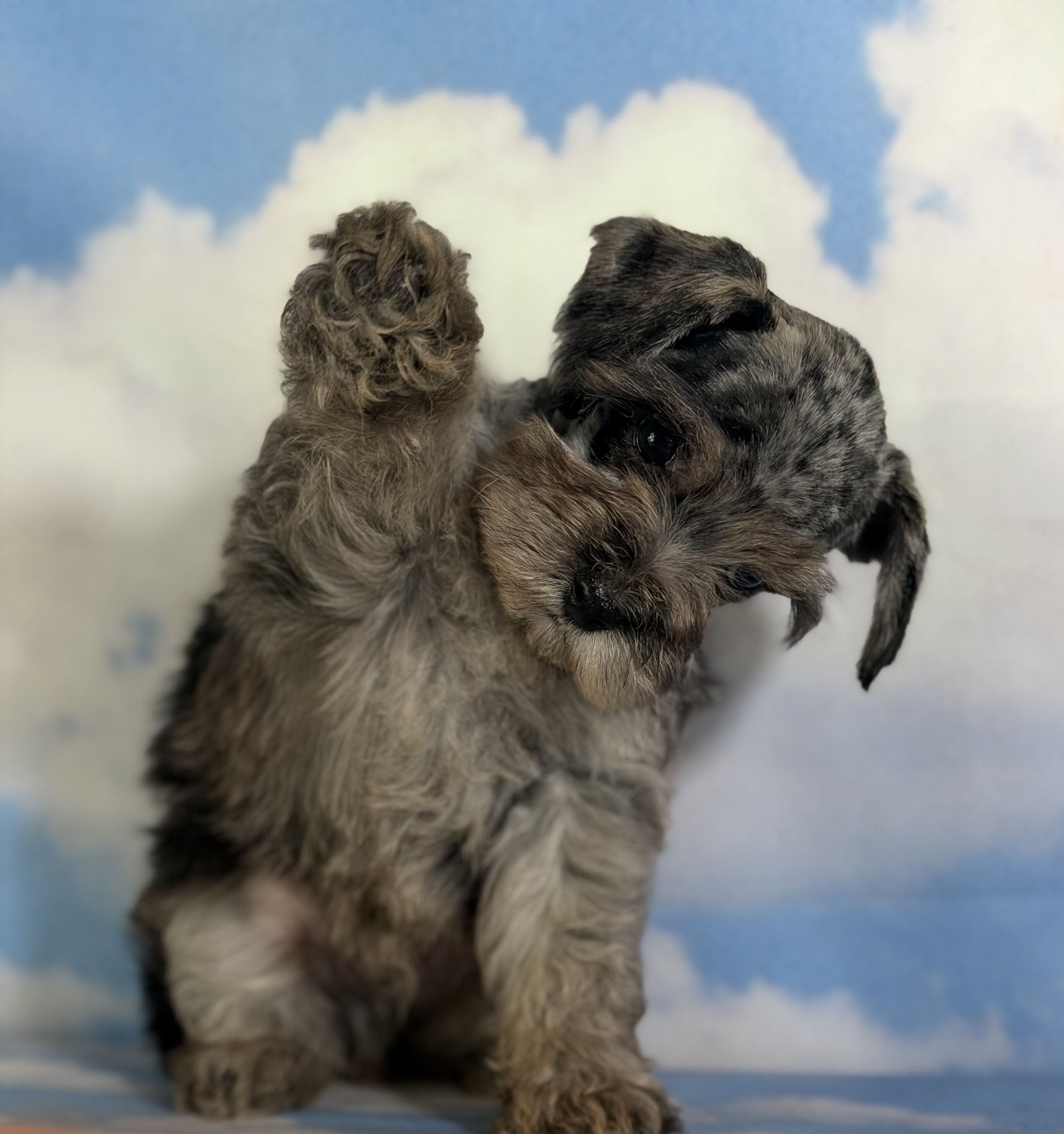 Pipsqueak Male Schnoodle image 3