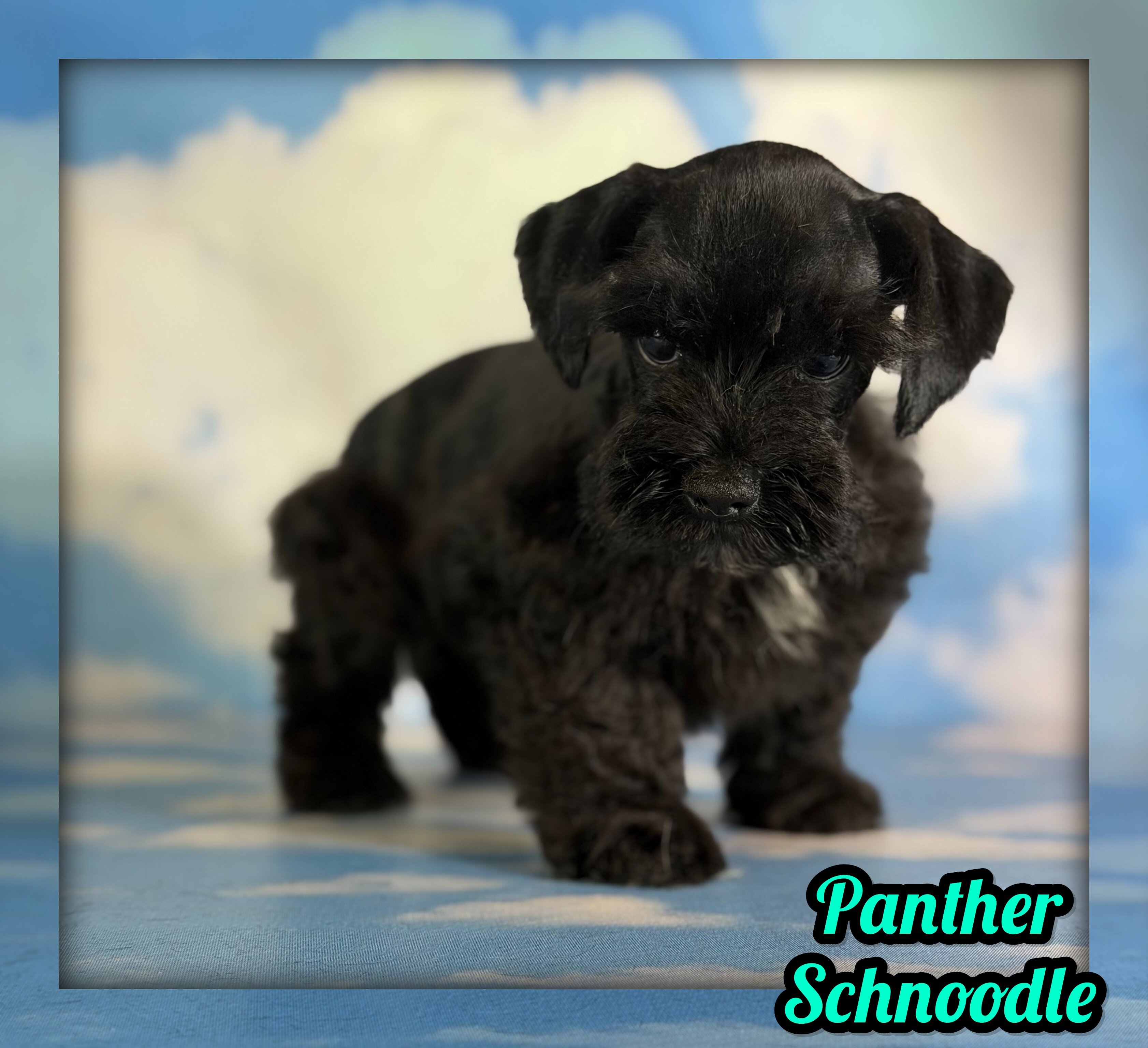 Panther Male Schnoodle image 1