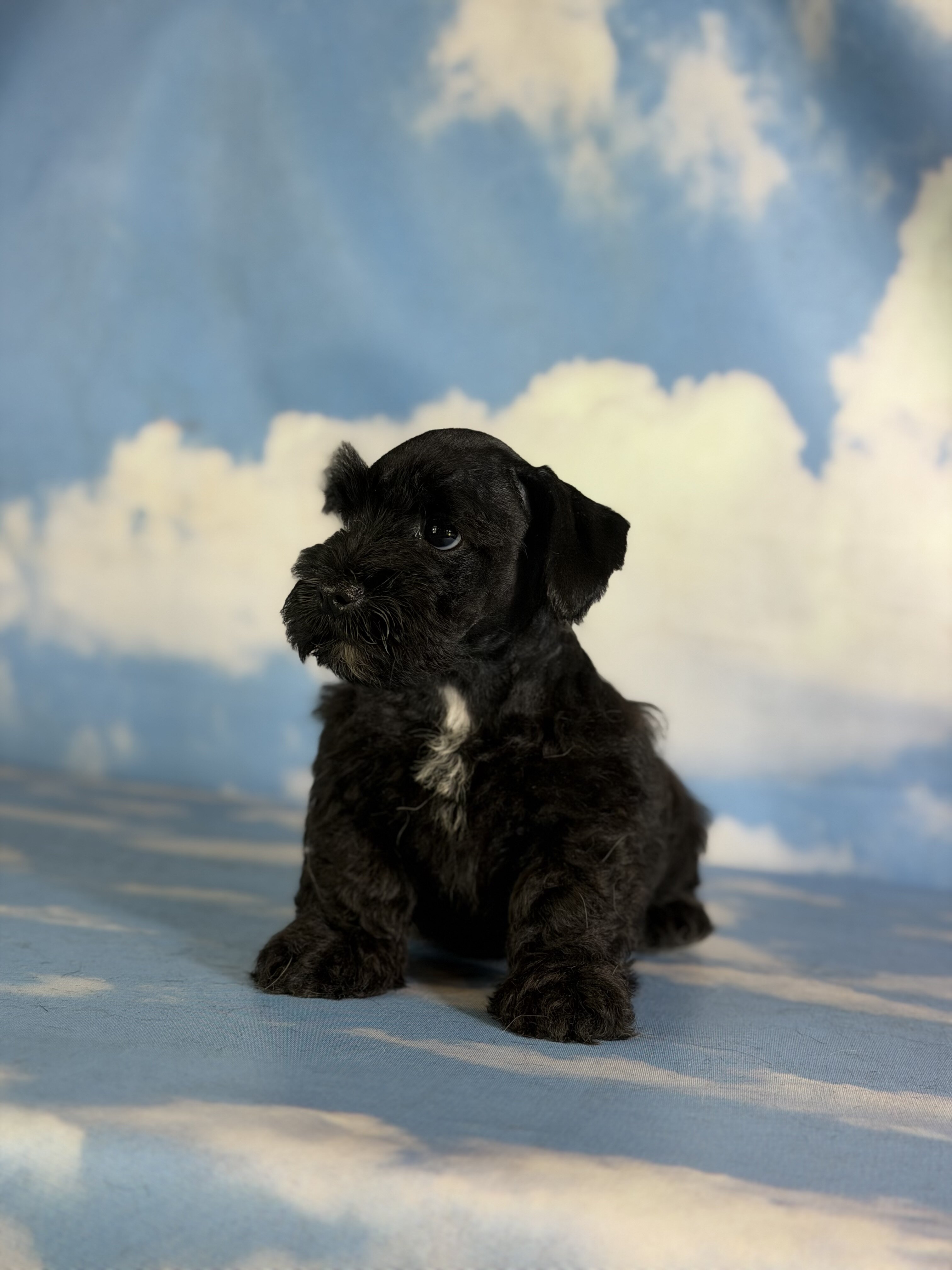 Panther Male Schnoodle image 2