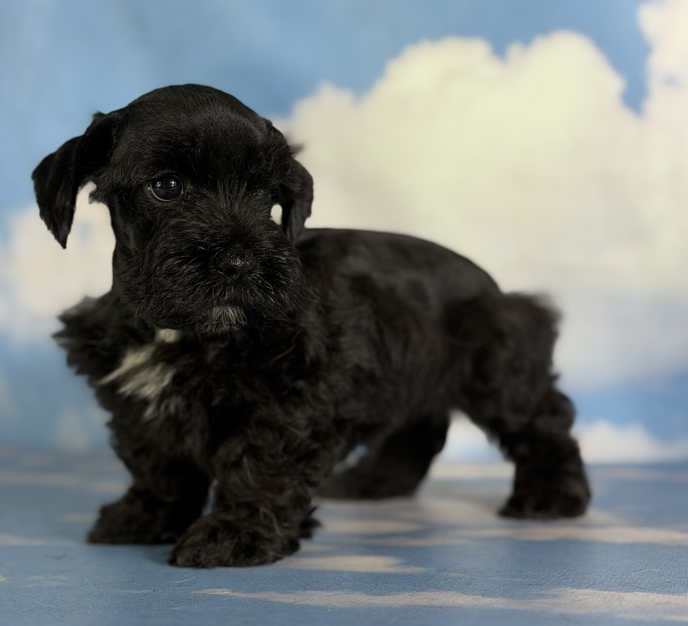 Panther Male Schnoodle image 5