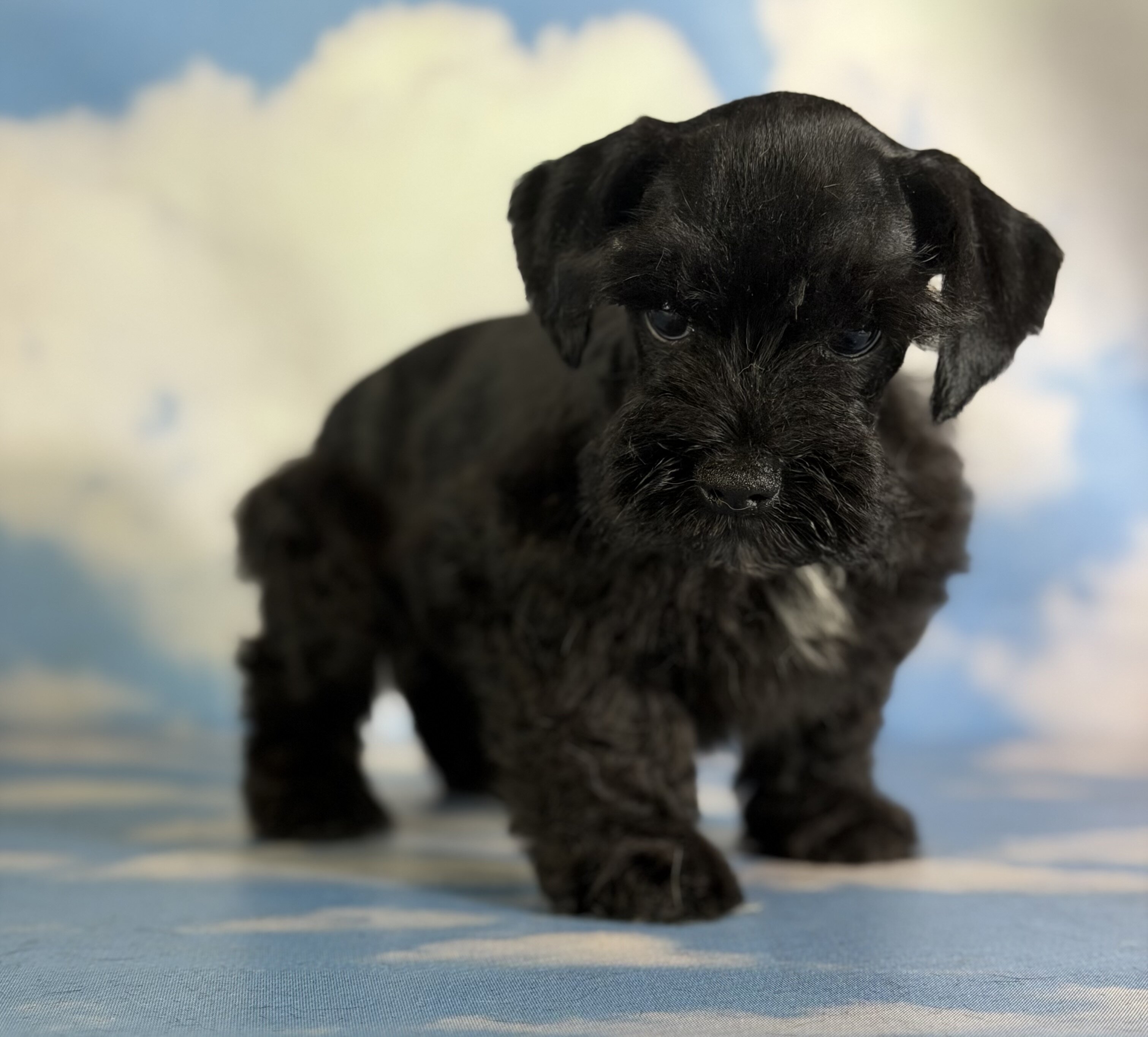 Panther Male Schnoodle image 4