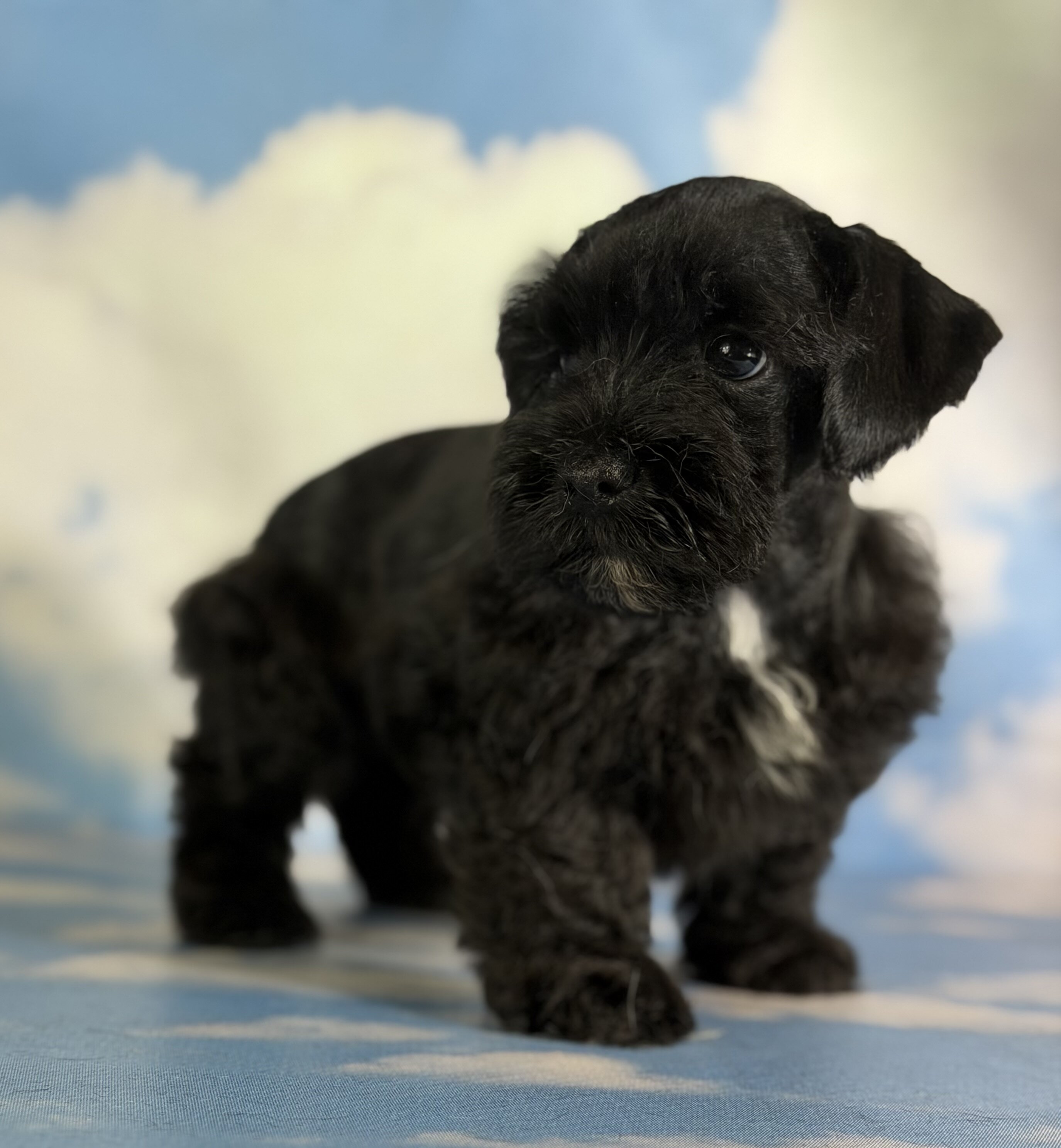 Panther Male Schnoodle image 3