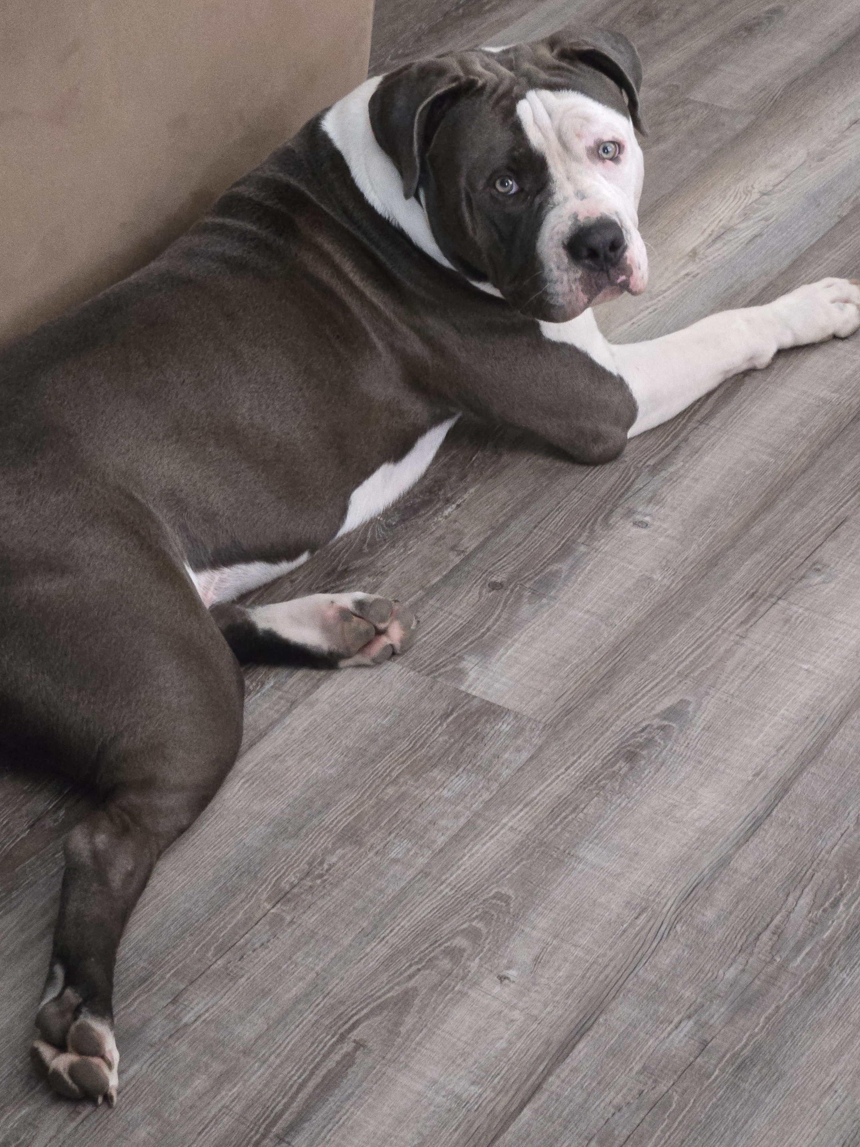 8 months old sweet and loving image 1