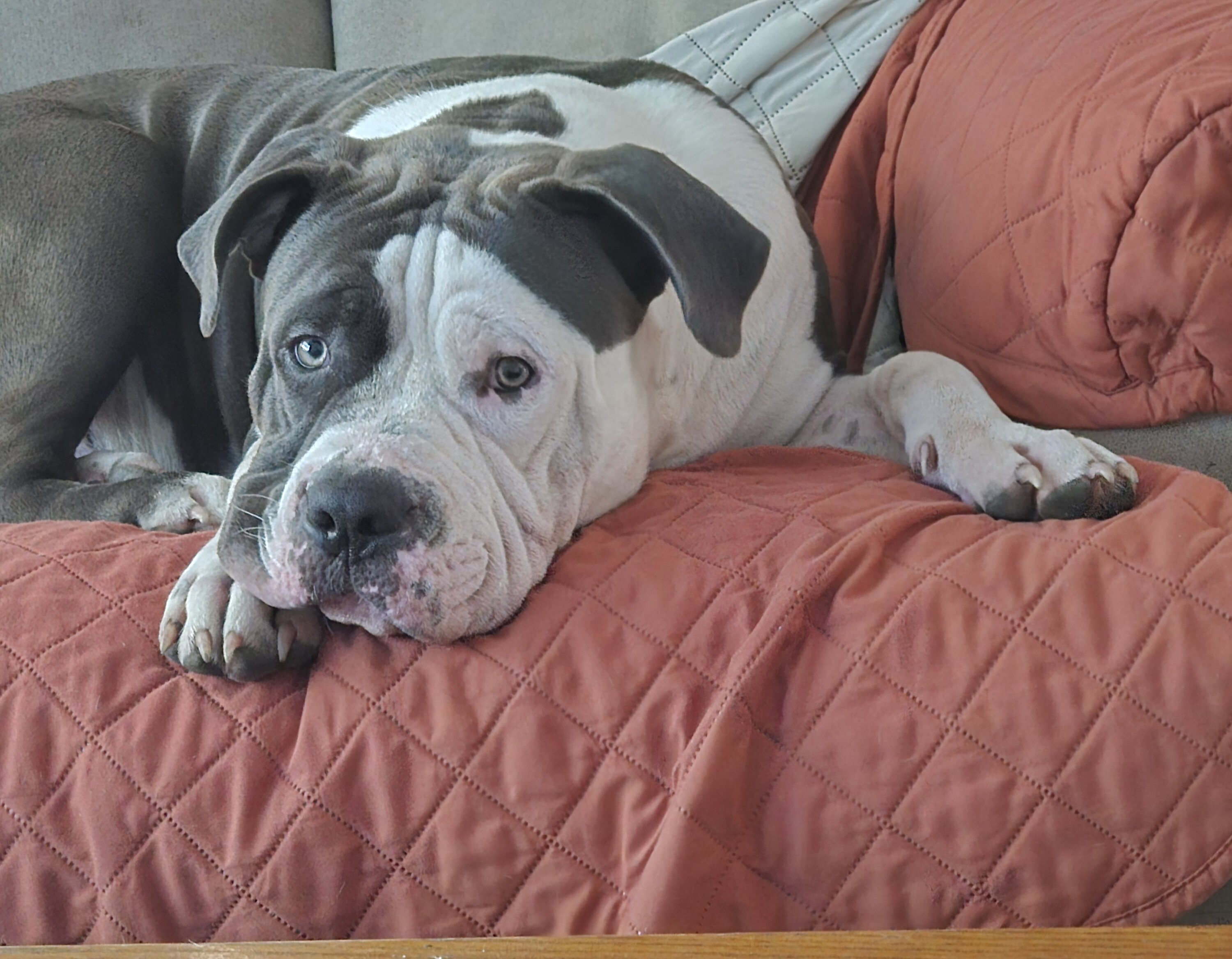 8 months old sweet and loving image 3