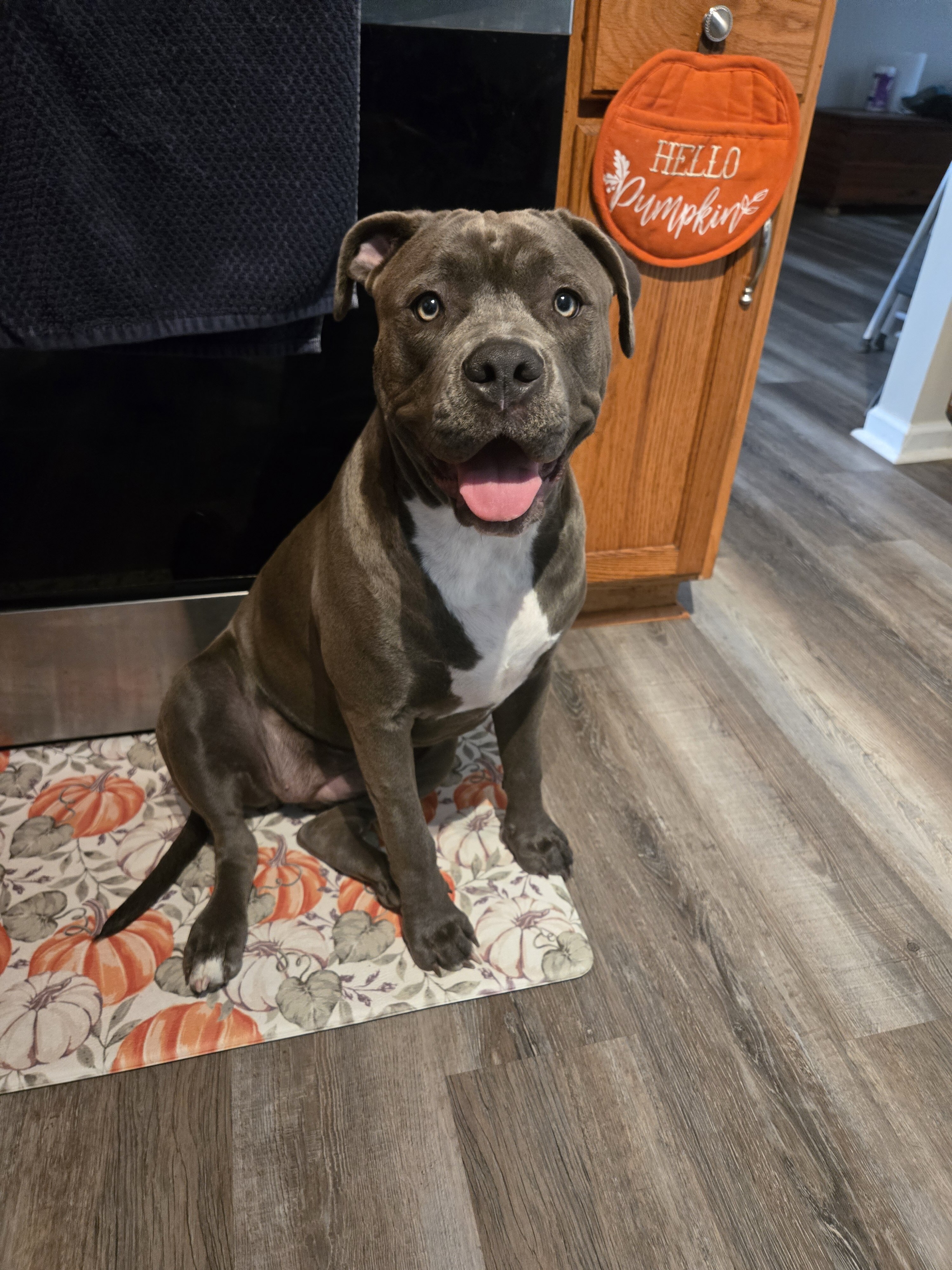 8 month old female image 1