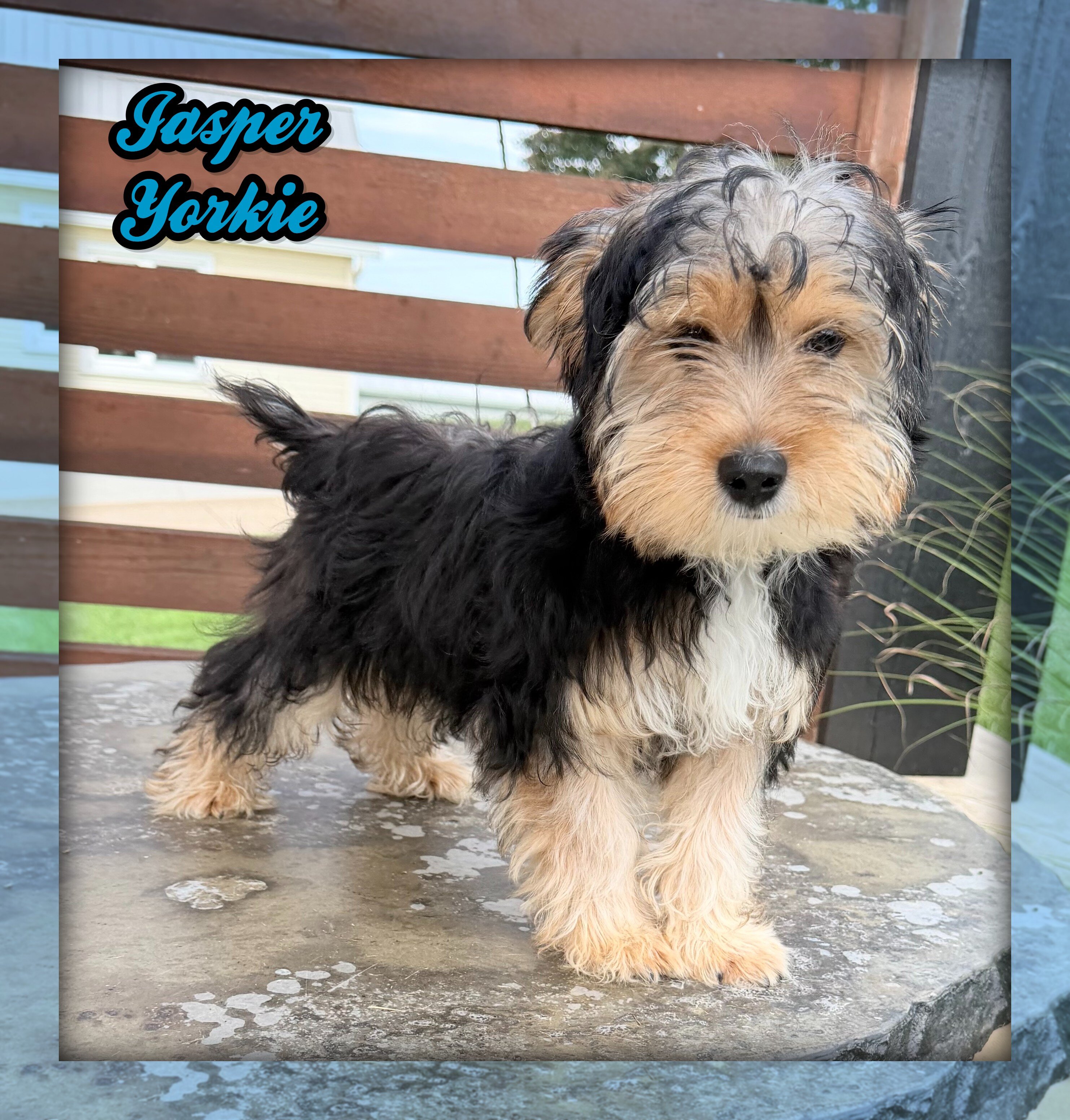 Jasper Male Yorkshire Terrier image 1