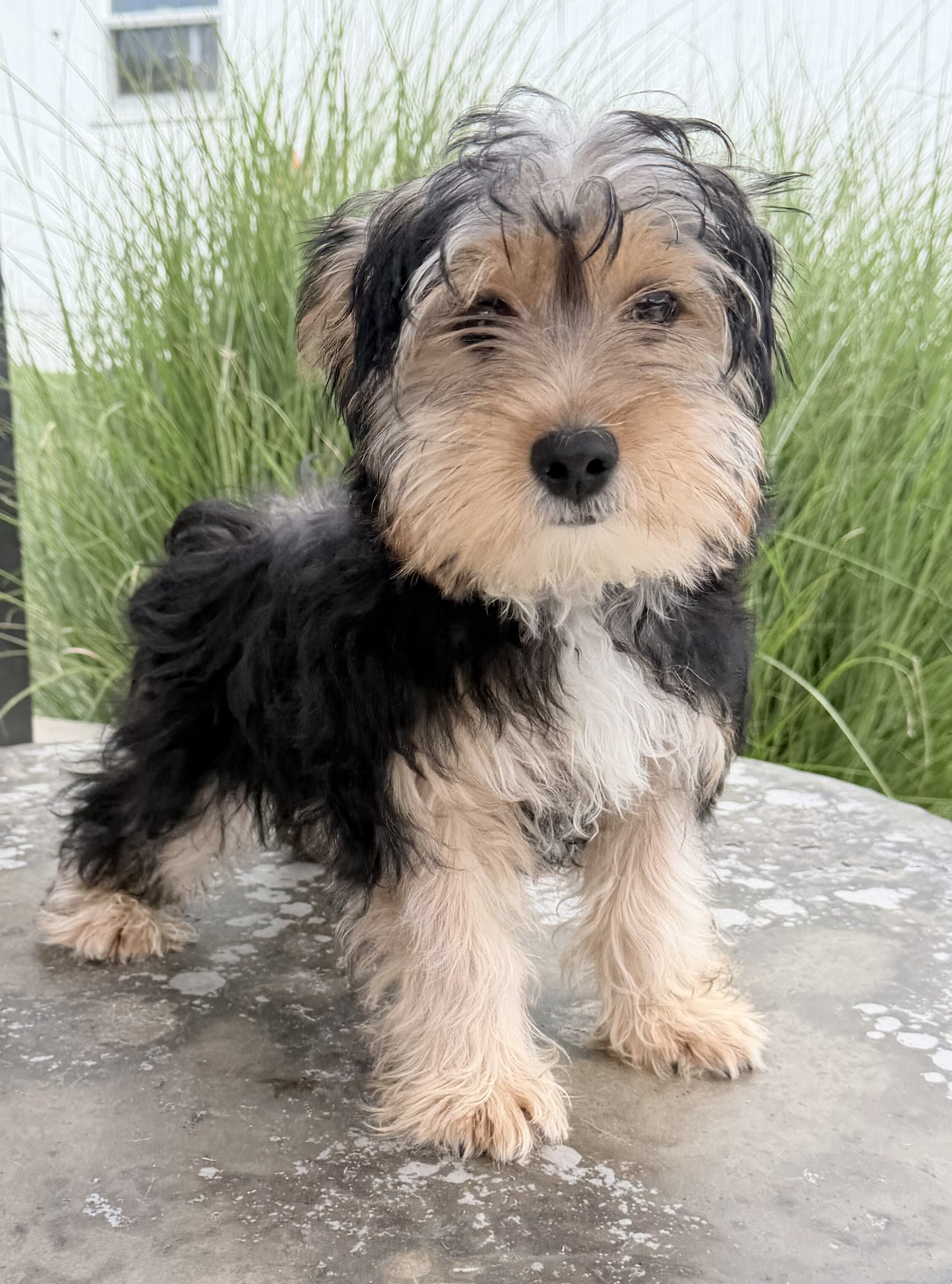 Jasper Male Yorkshire Terrier image 2
