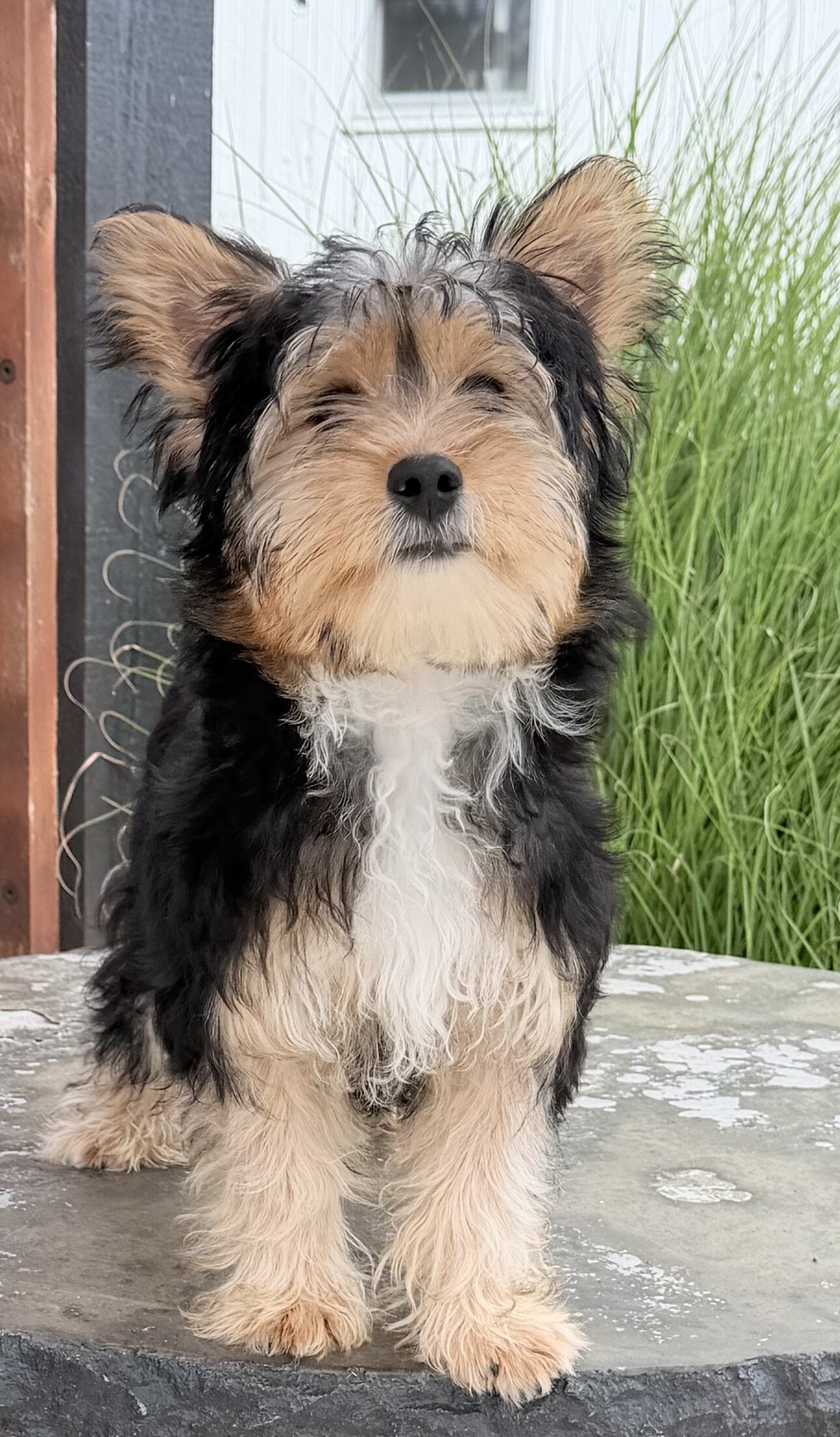 Jasper Male Yorkshire Terrier image 10