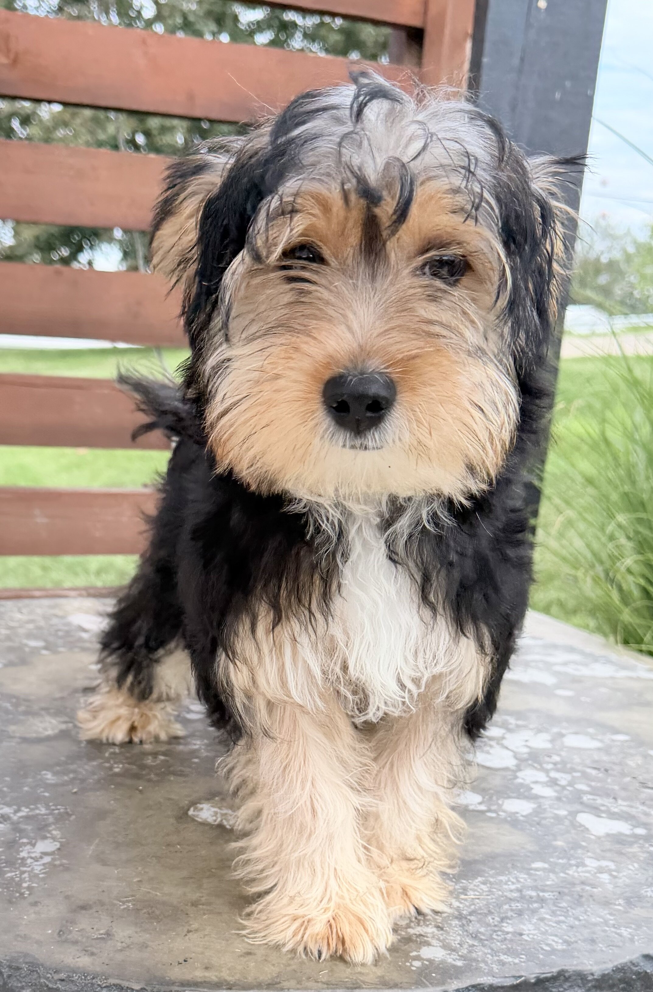 Jasper Male Yorkshire Terrier image 4