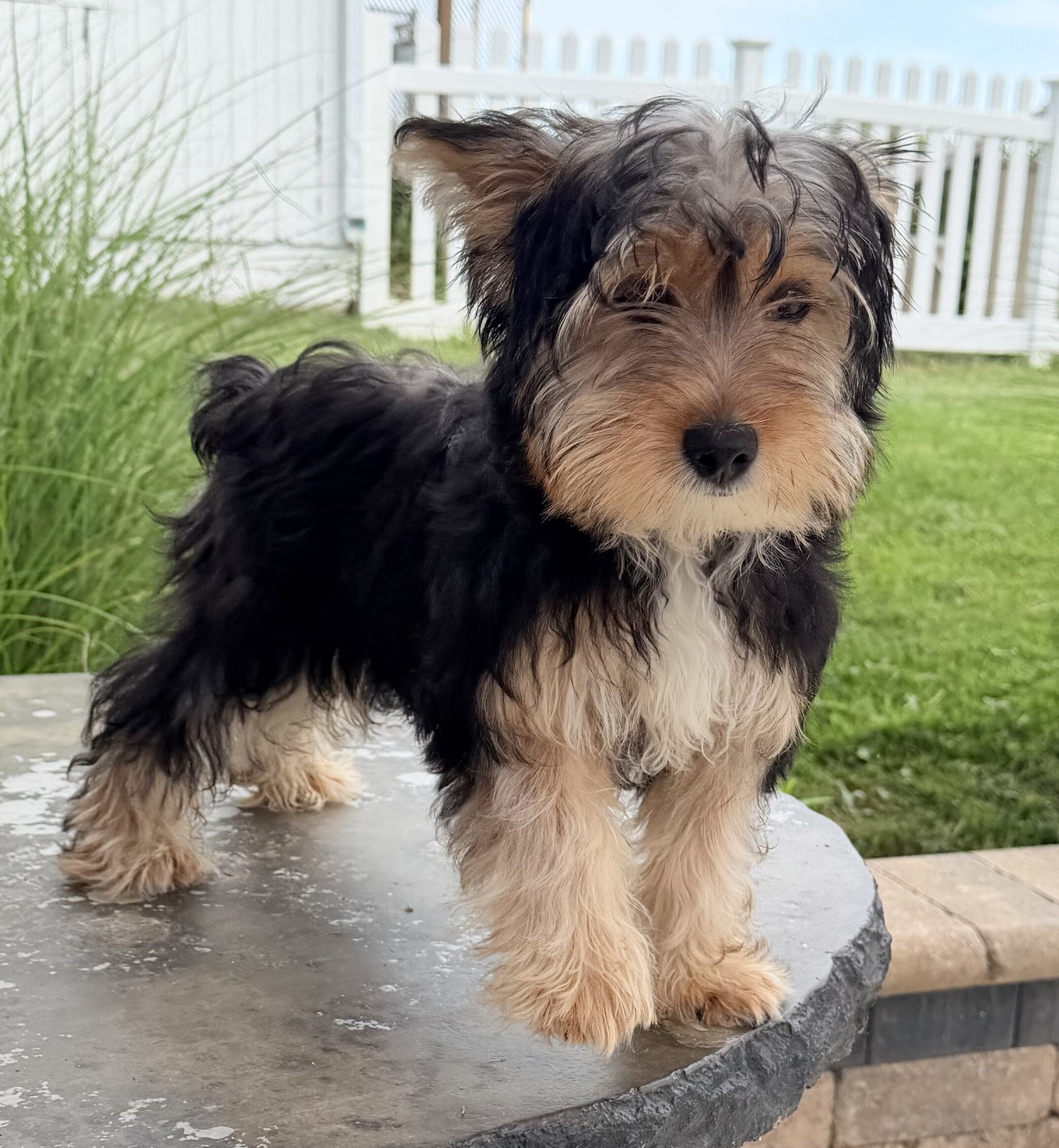 Jasper Male Yorkshire Terrier image 5