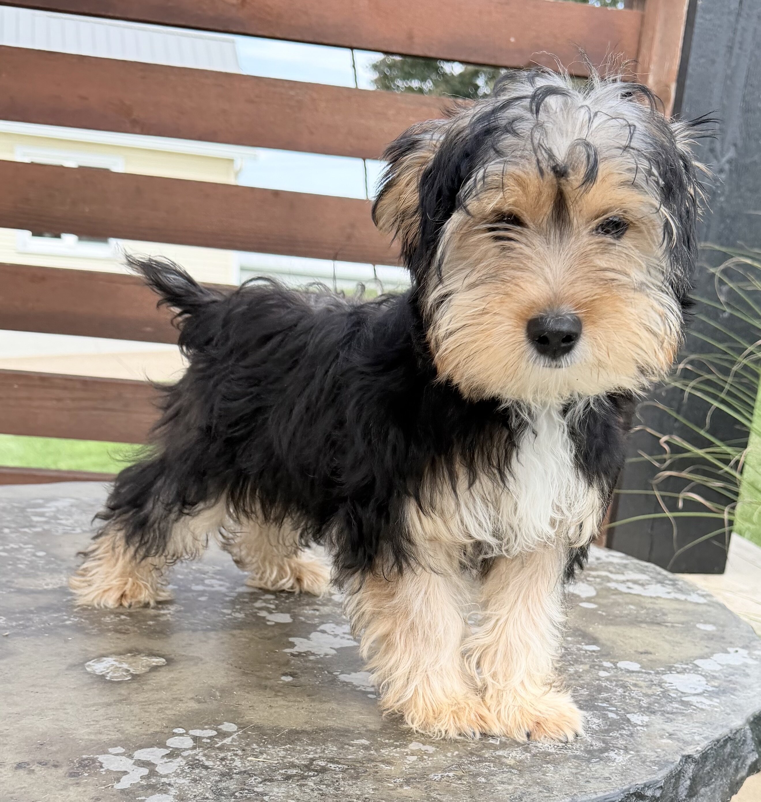 Jasper Male Yorkshire Terrier image 3