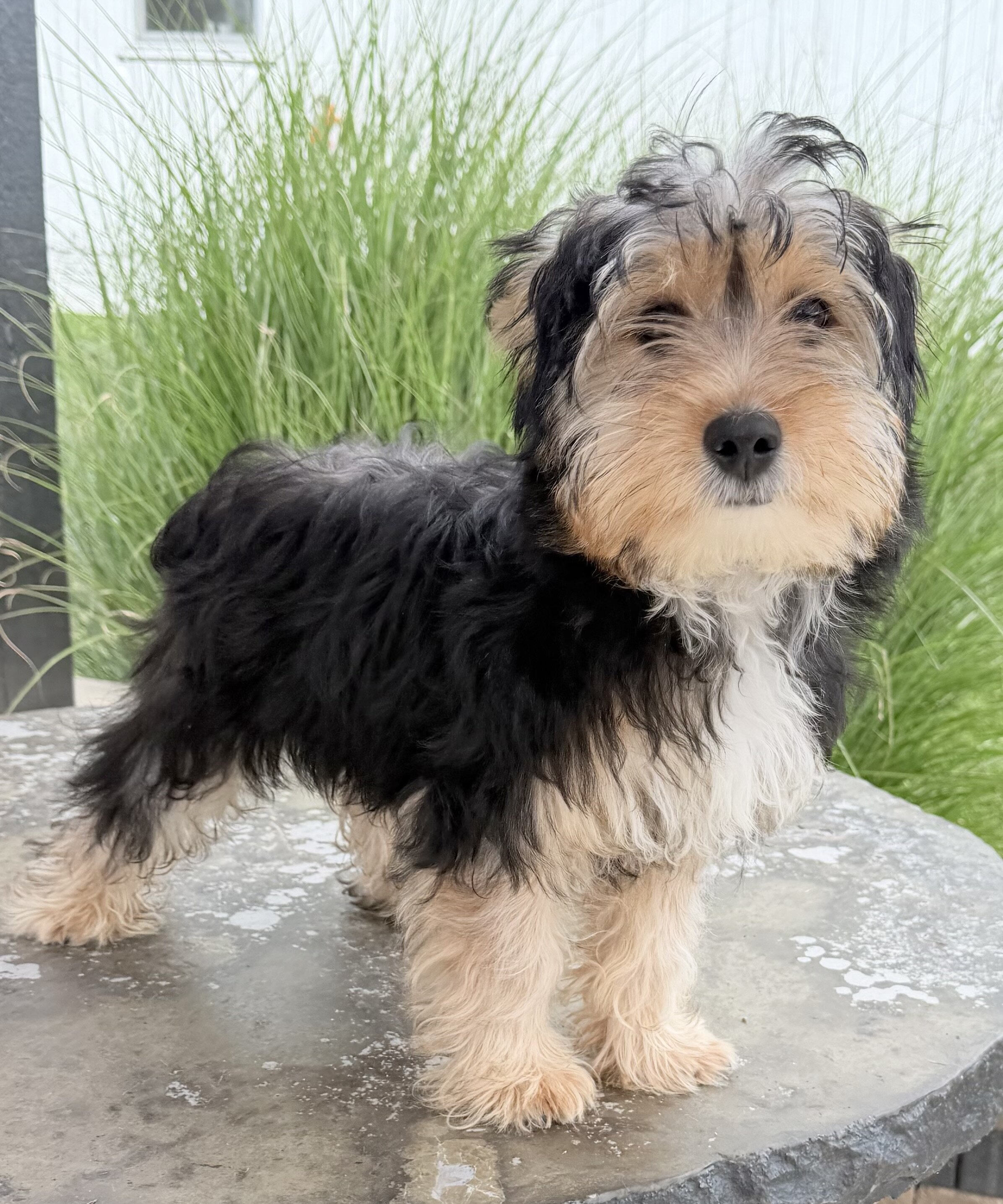 Jasper Male Yorkshire Terrier image 8