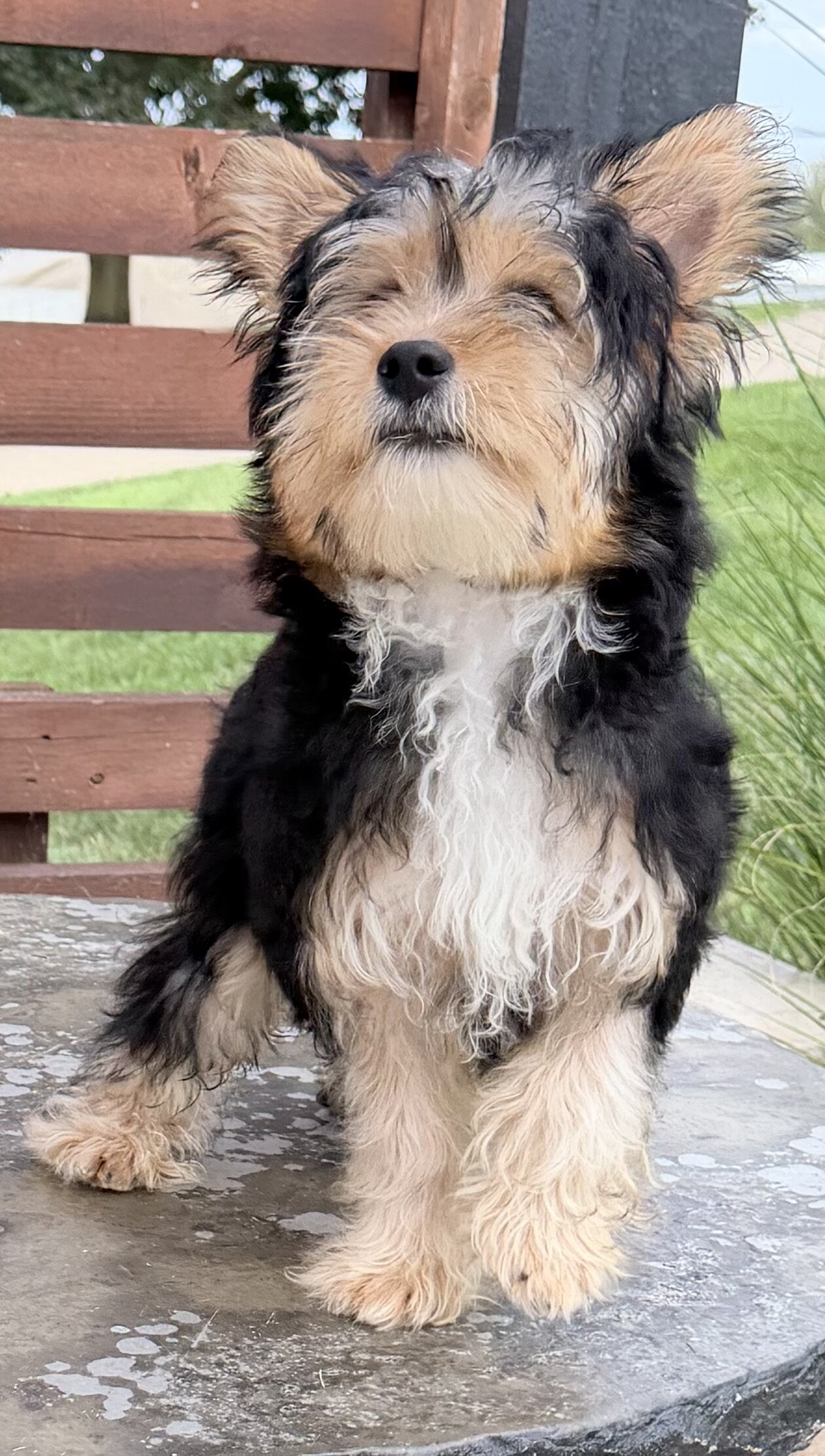Jasper Male Yorkshire Terrier image 9