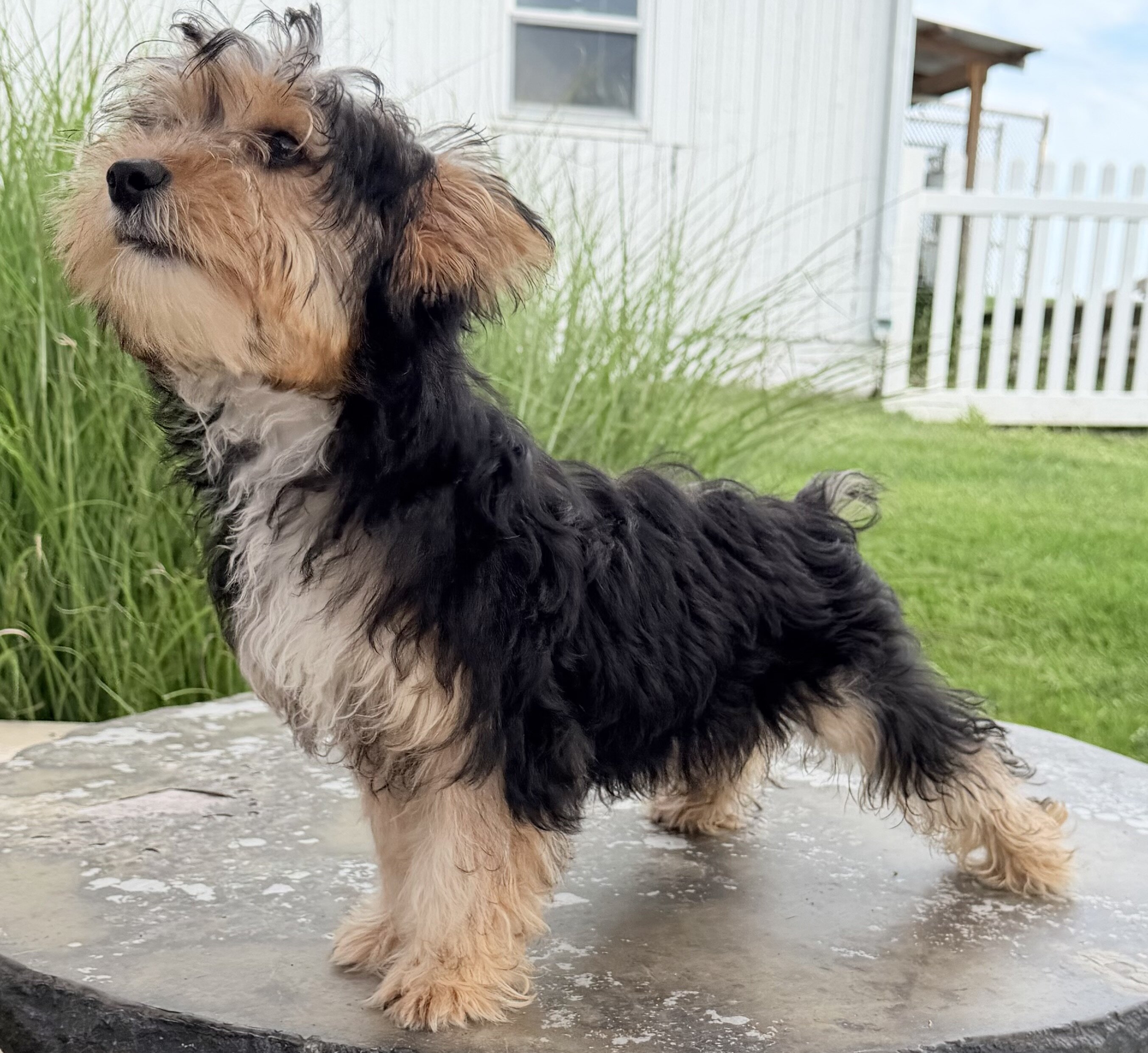 Jasper Male Yorkshire Terrier image 6