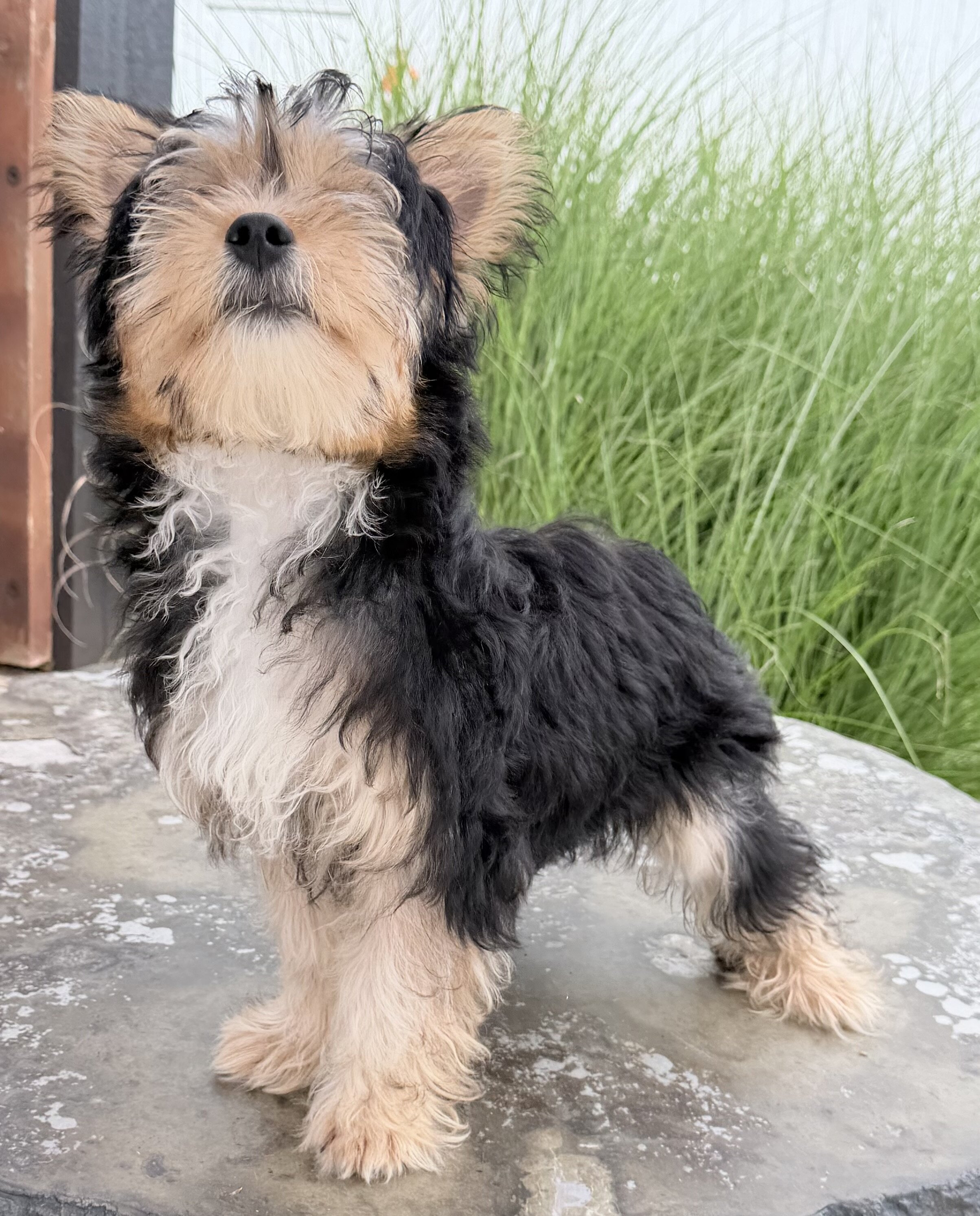 Jasper Male Yorkshire Terrier image 7