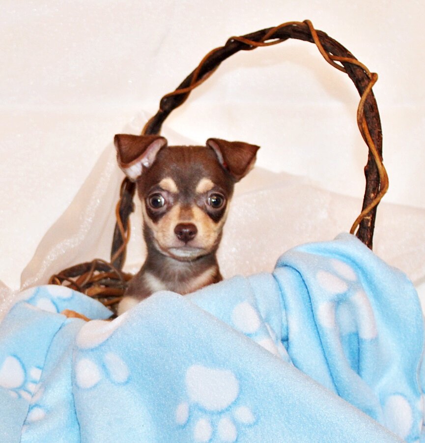 Gossett - Adorable Chocolate and Tan Baby image 2
