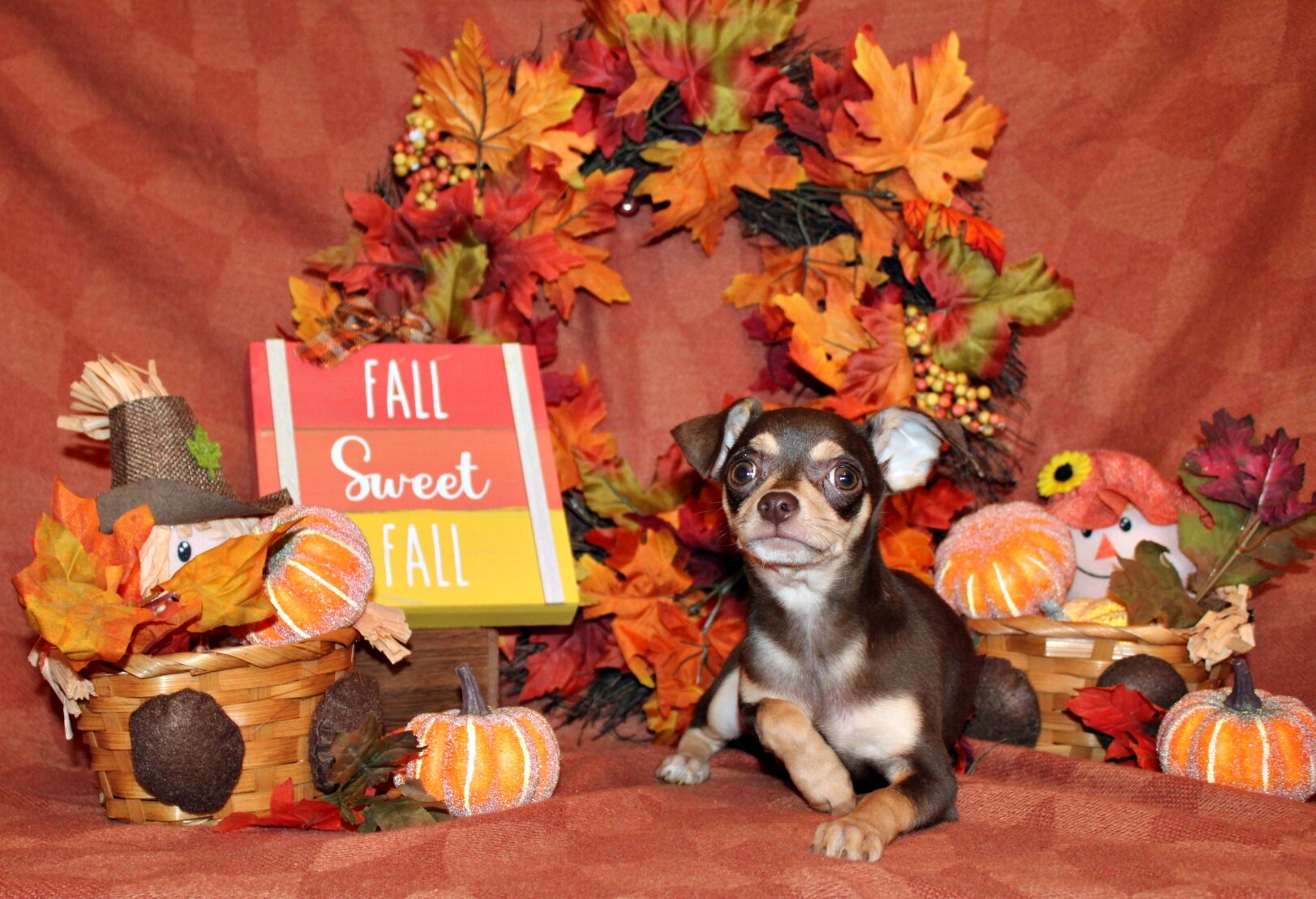 Gossett - Adorable Chocolate and Tan Baby image 1