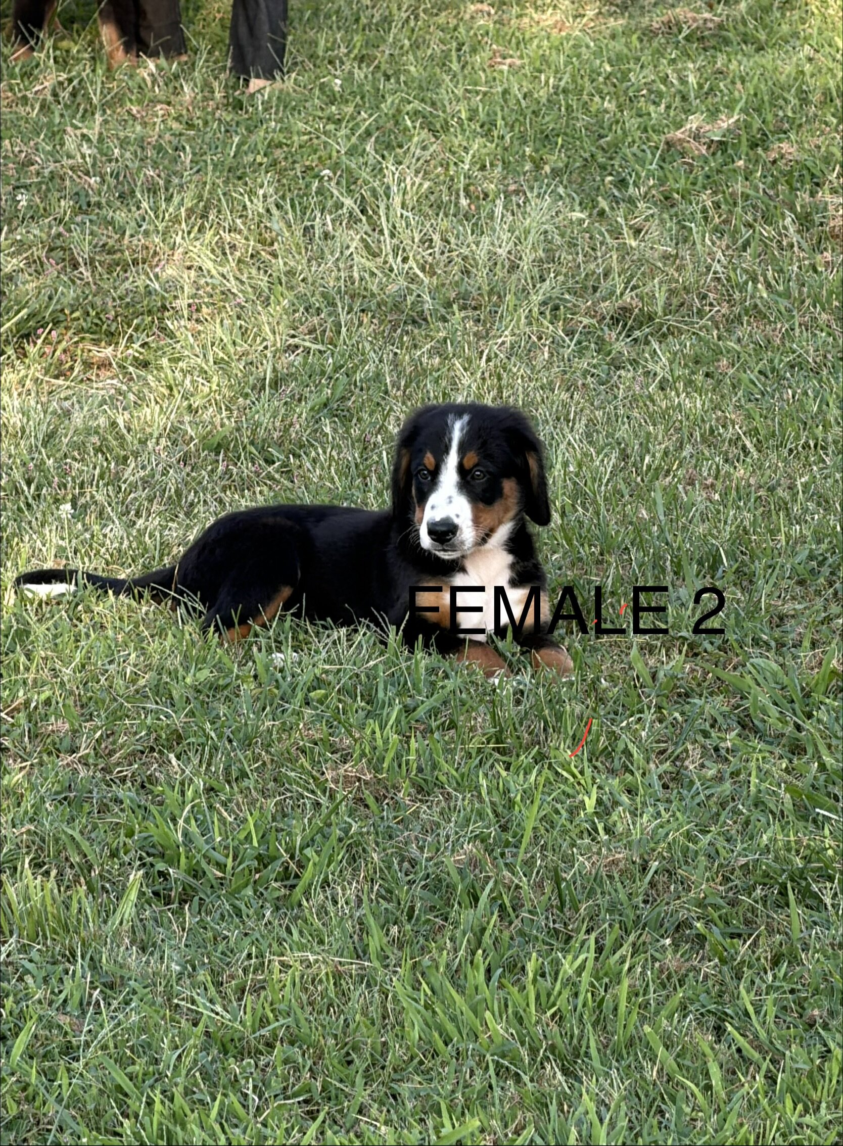 Pure Bred Bernese Mountain Dog Puppies image 1