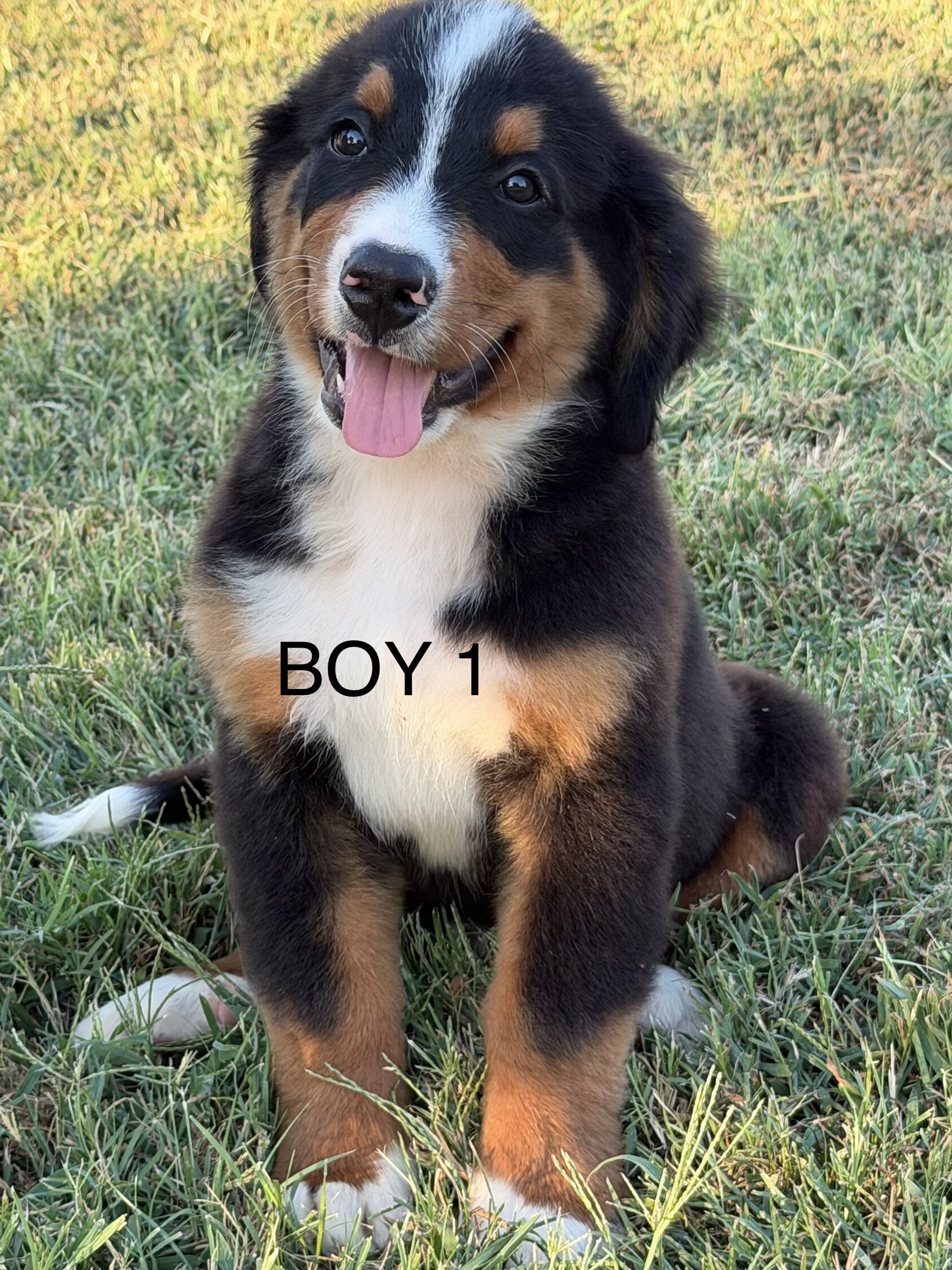 Pure Bred Bernese Mountain Dog Puppies image 3
